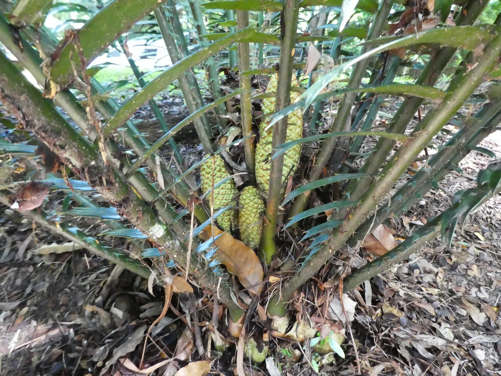 Bread Palm (Encephalartos Altensteinii) — adds a dramatic and exotic touch to gardens; making it ideal for xeriscaping or regions with water restrictions