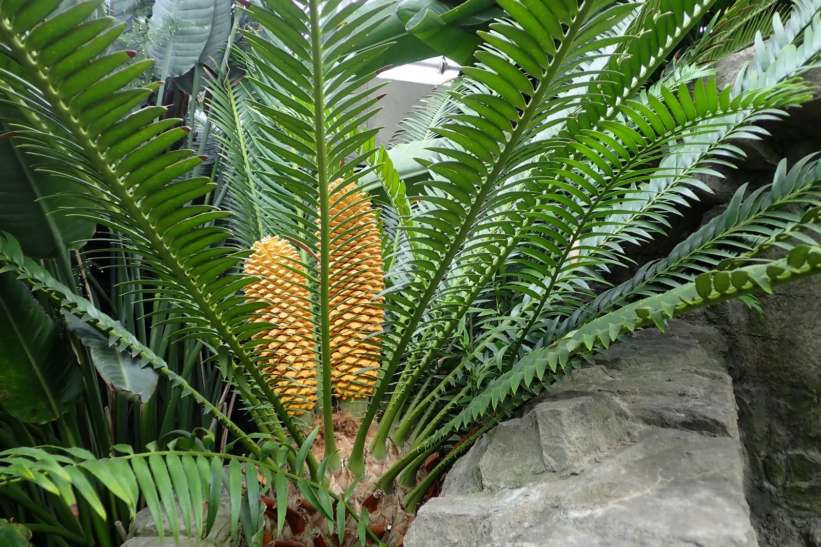 Bread Palm (Encephalartos Altensteinii) — commonly known as the Bread Palm or Eastern Cape Giant Cycad; cold-tolerant to around 20-25°F, it's an, image 180