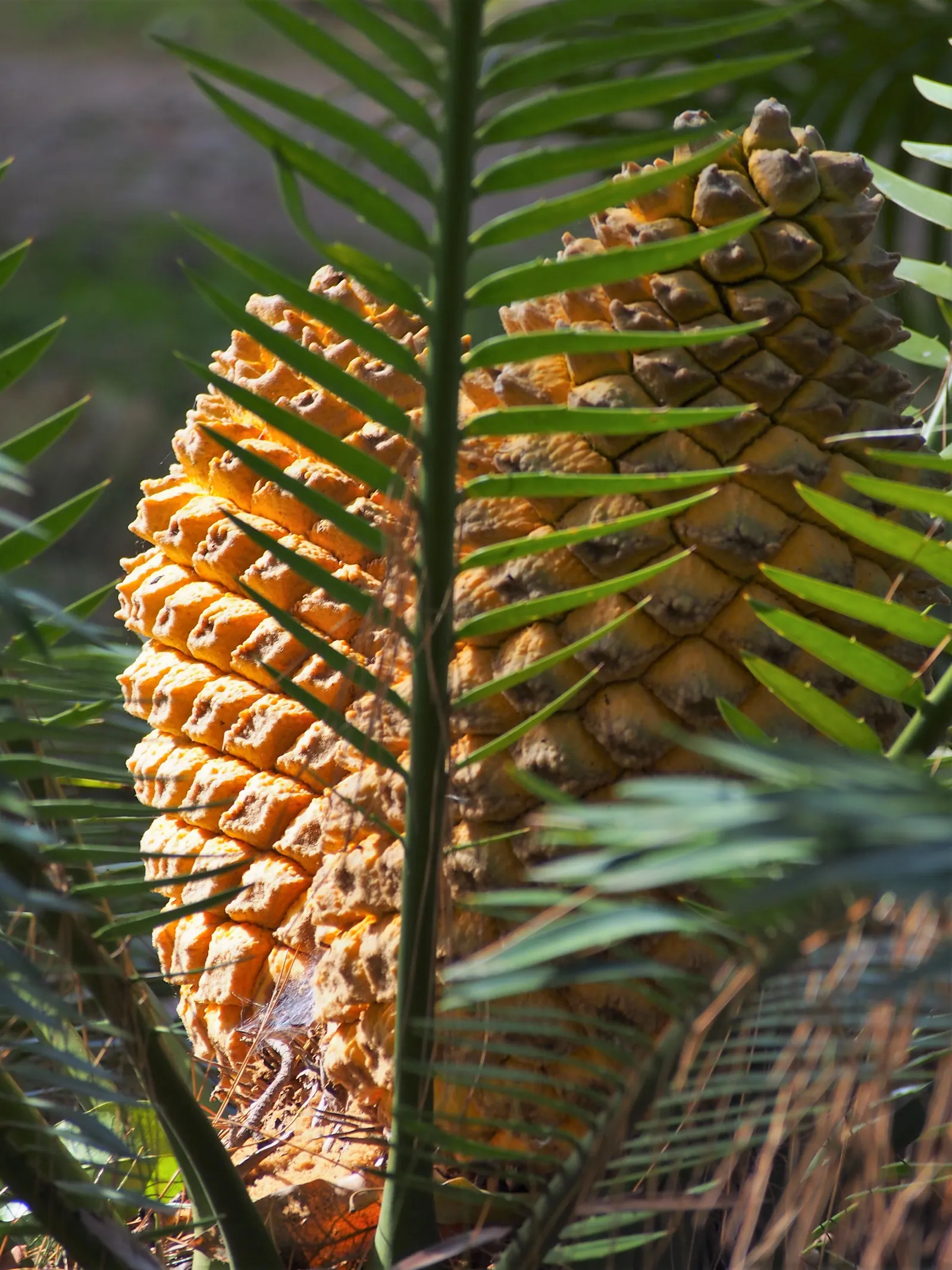 Bread Palm (Encephalartos Altensteinii) — It thrives in USDA hardiness zones 9 to 11 and prefers full sun to light shade, along with well-drained soil; palm