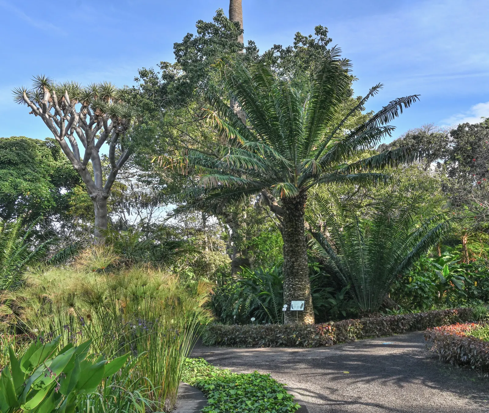 Bread Palm (Encephalartos Altensteinii) — Cold-tolerant to around 20-25&deg;F, it's an impressive, slow-growing specimen for warm regions; when, image 47