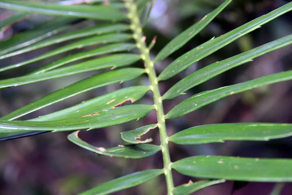 Bread Palm (Encephalartos Altensteinii) — is an impressive and striking addition to any landscape; arching blue-green leaves stretching up to 6 feet, image 181