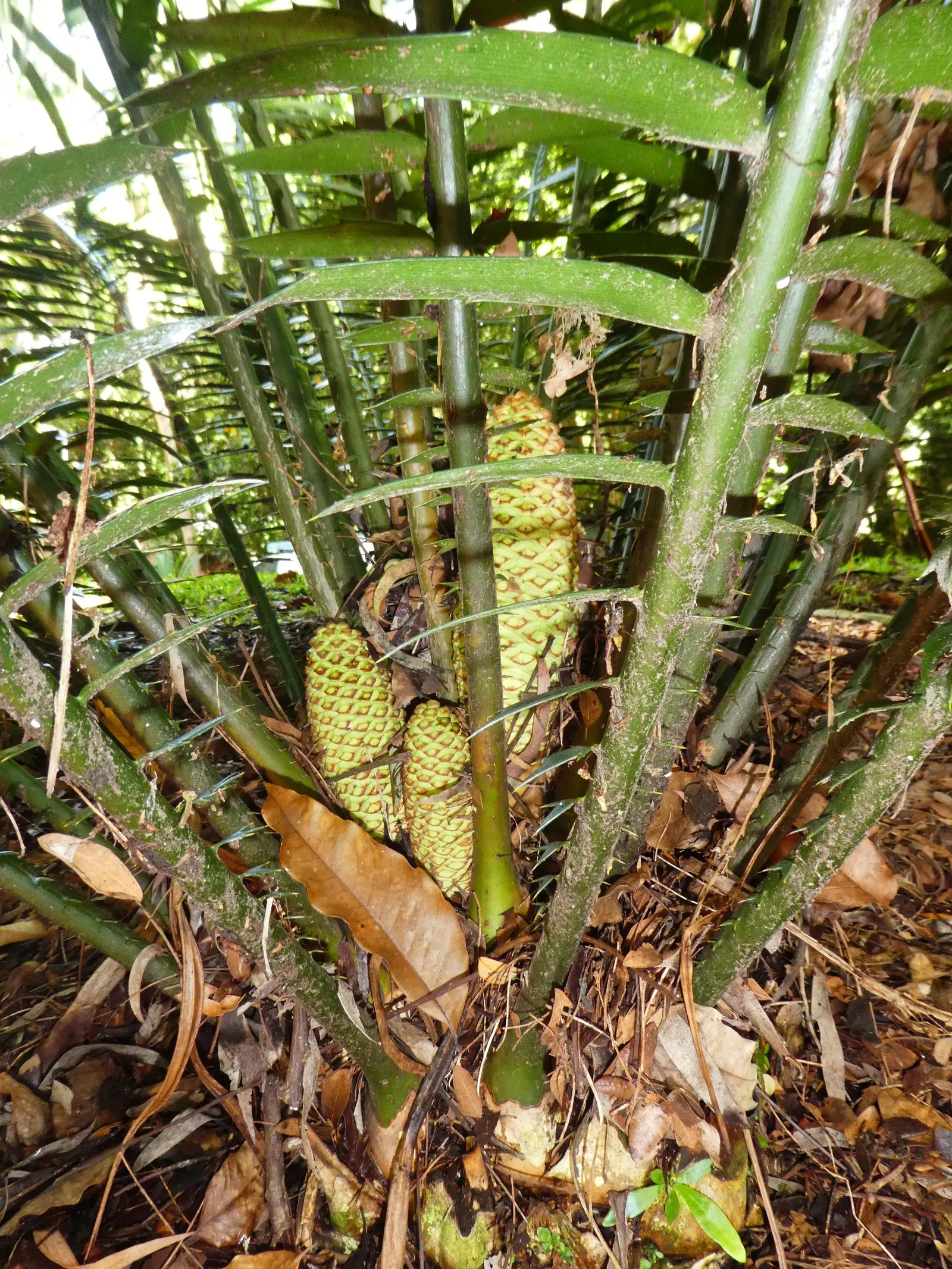 Bread Palm (Encephalartos Altensteinii) — making it ideal for xeriscaping or regions with water restrictions; the Bread Palm is drought-tolerant once