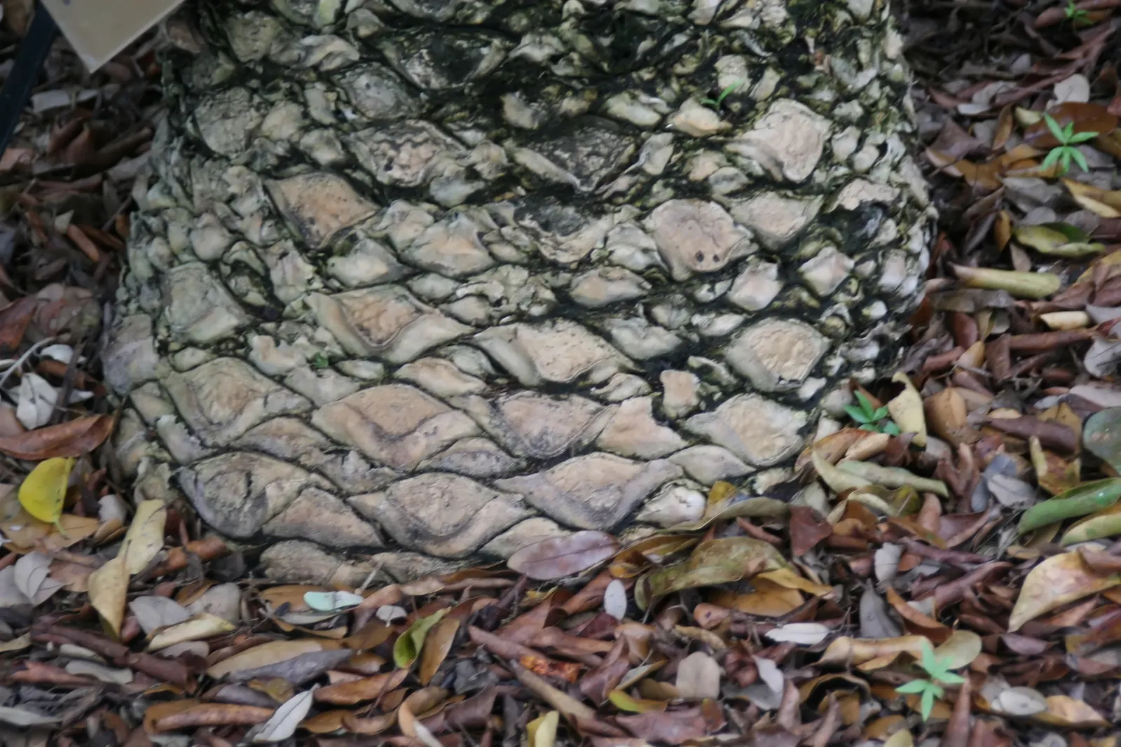 Bread Palm (Encephalartos Altensteinii) — Although it is generally pest-free, watch for scale insects and treat as necessary; this slow-growing, image 61