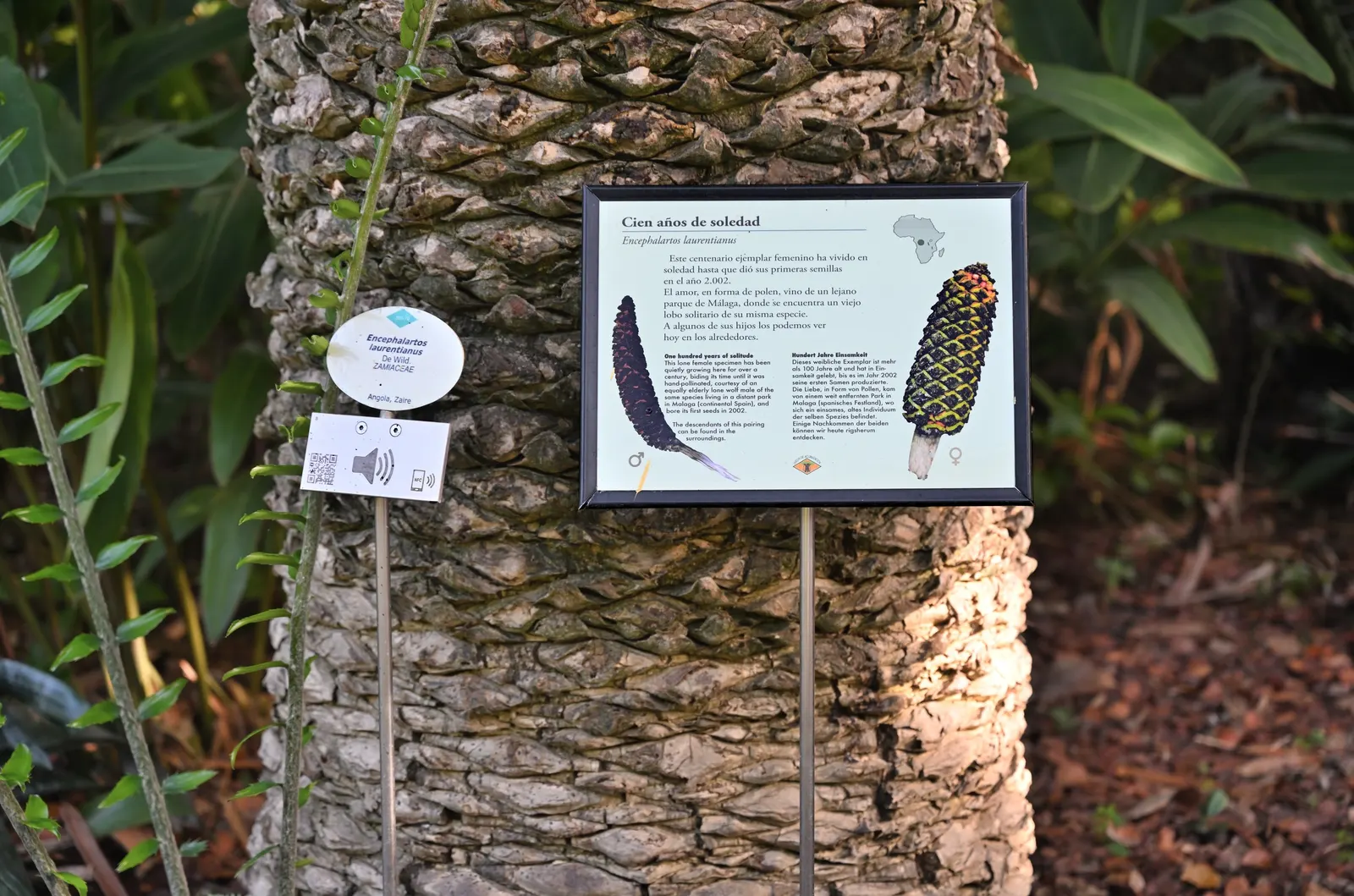 Bread Palm (Encephalartos Altensteinii) — It pairs well with succulents and other dry-loving plants.<br><br>In your clients garden; is an, image 64