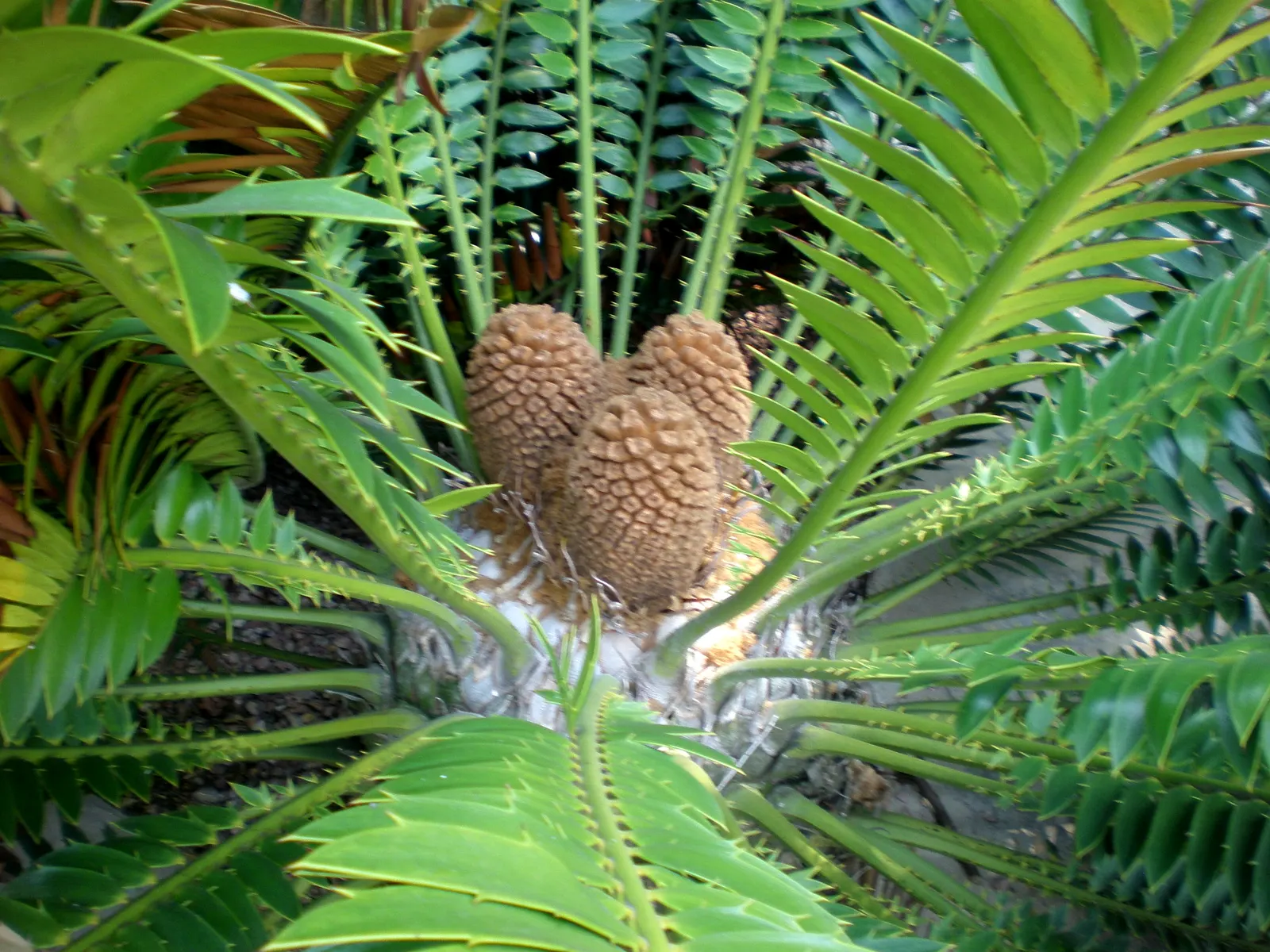 Bread Palm (Encephalartos Altensteinii) — Cold-tolerant to around 20-25&deg;F, it's an impressive, slow-growing specimen for warm regions; when, image 179