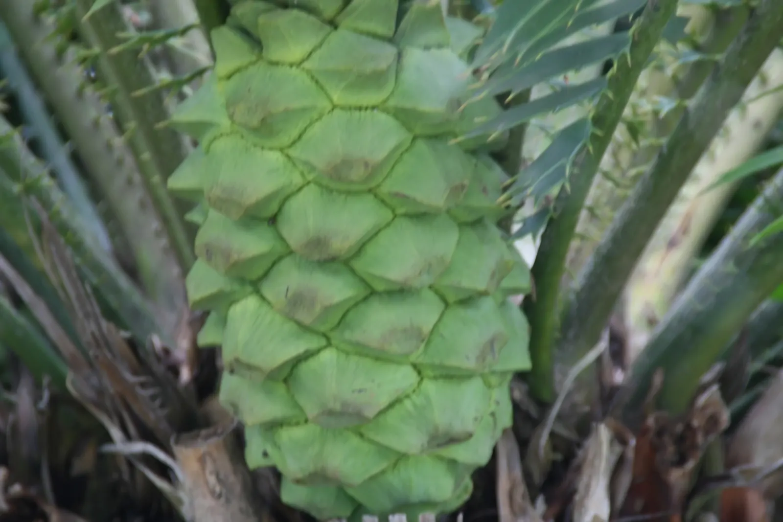 Bread Palm (Encephalartos Altensteinii) — palm for half or shade; consider its eventual size and incorporate sufficient space to accommodate its, image 66