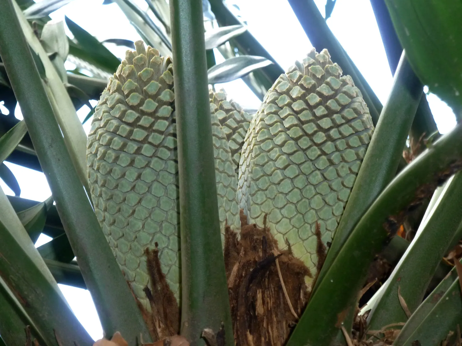 Bread Palm (Encephalartos Altensteinii) — Although it is generally pest-free, watch for scale insects and treat as necessary; this slow-growing, image 171