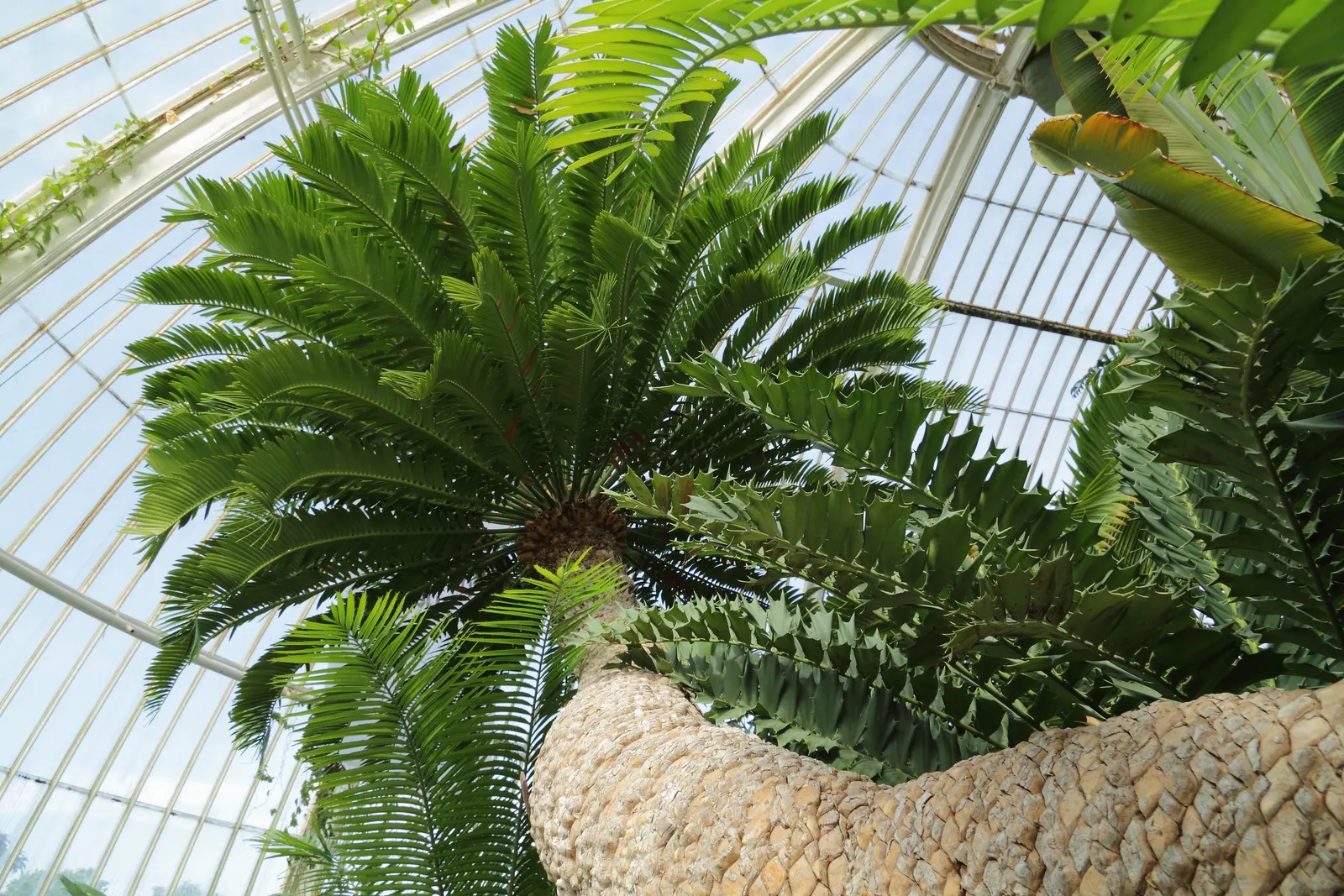 Bread Palm (Encephalartos Altensteinii) — The Bread Palm is drought-tolerant once established; but can soar up to 15 feet when given ample time and, image 146