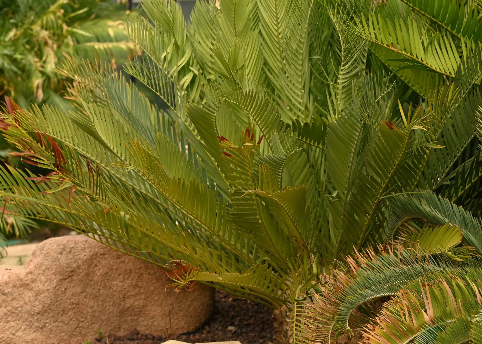 Bread Palm (Encephalartos Altensteinii) — commonly known as the Bread Palm or Eastern Cape Giant Cycad; cold-tolerant to around 20-25&deg;F, it's an, image 48