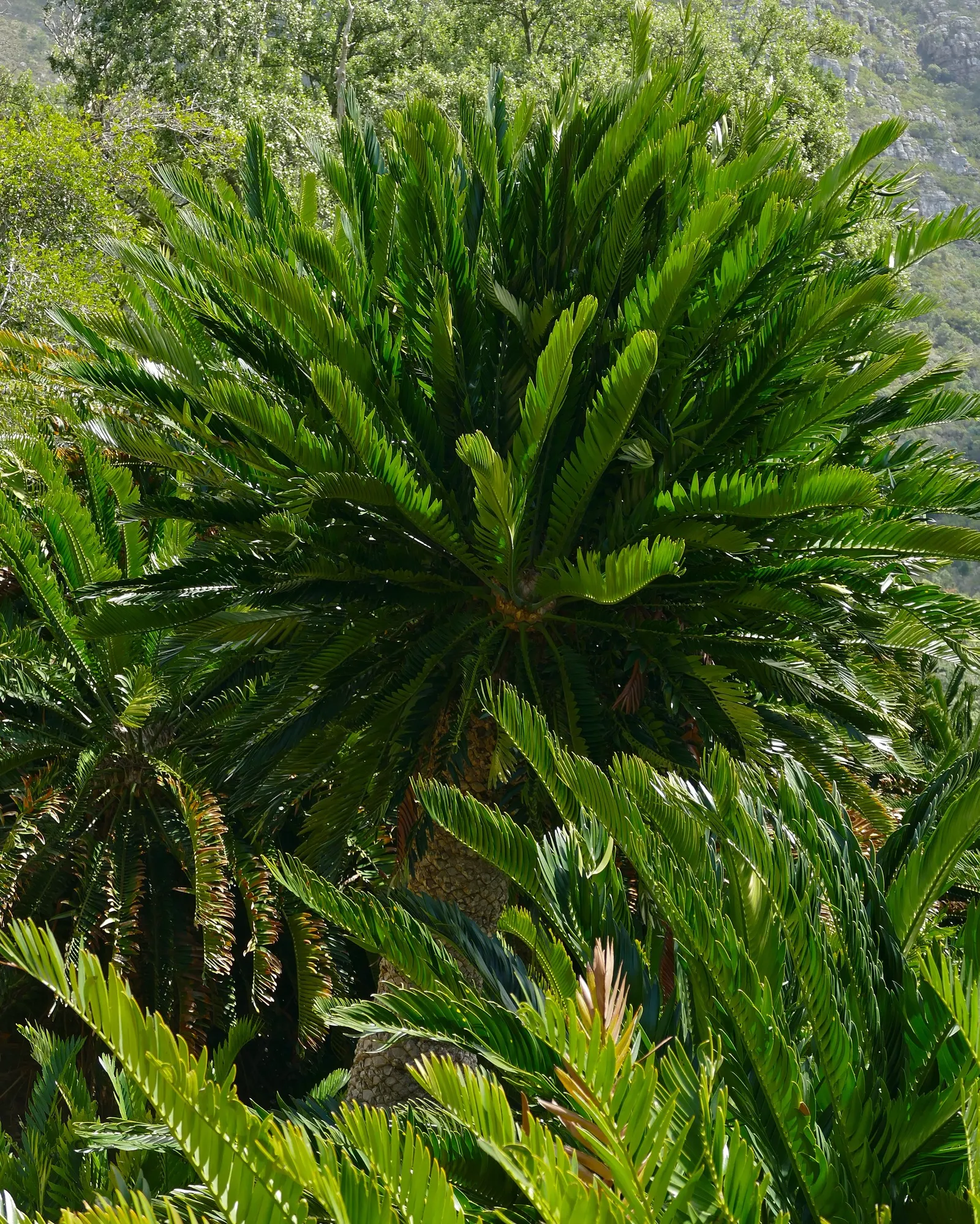 Bread Palm (Encephalartos Altensteinii) — is an impressive and striking addition to any landscape; arching blue-green leaves stretching up to 6 feet, image 159