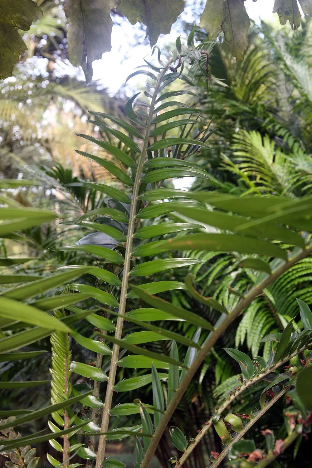Bread Palm (Encephalartos Altensteinii) — this slow-growing cycad typically reaches heights of 5 to 8 feet; although it is generally pest-free, image 182