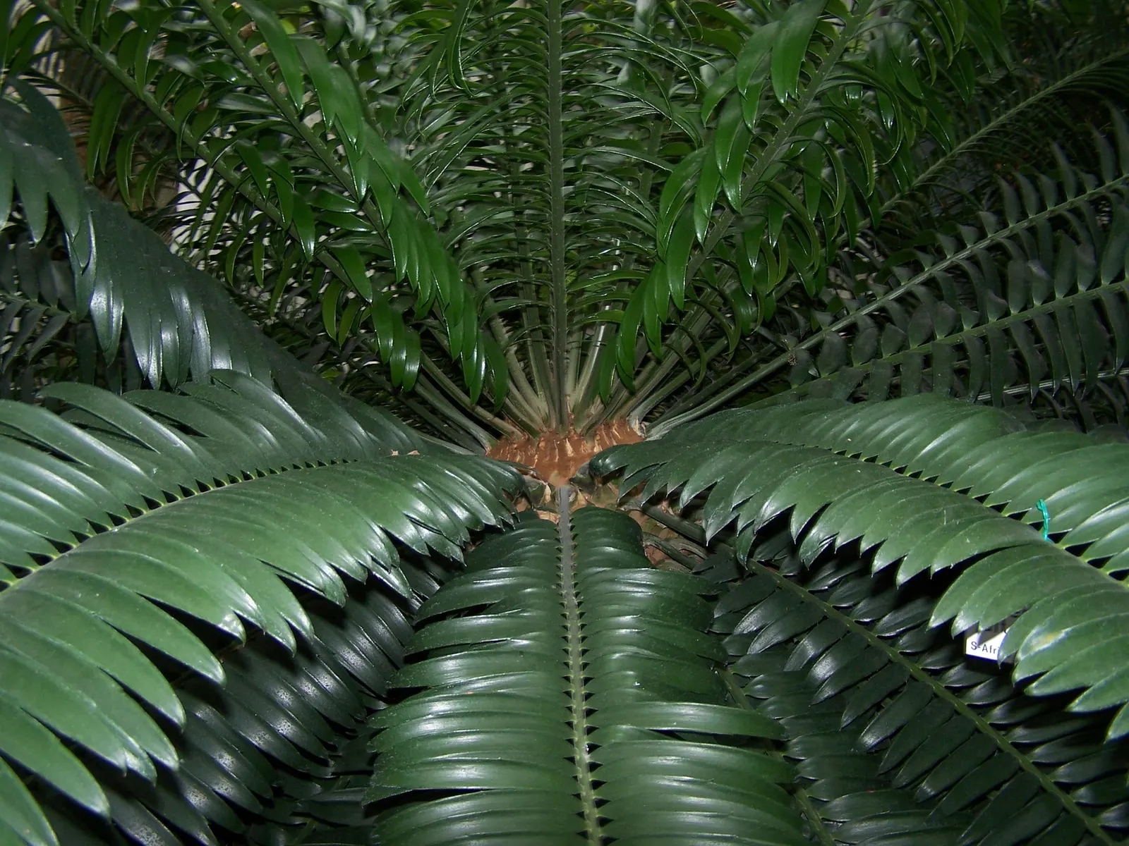 Bread Palm (Encephalartos Altensteinii) — consider its eventual size and incorporate sufficient space to accommodate its wide leaf spread; it pairs, image 151