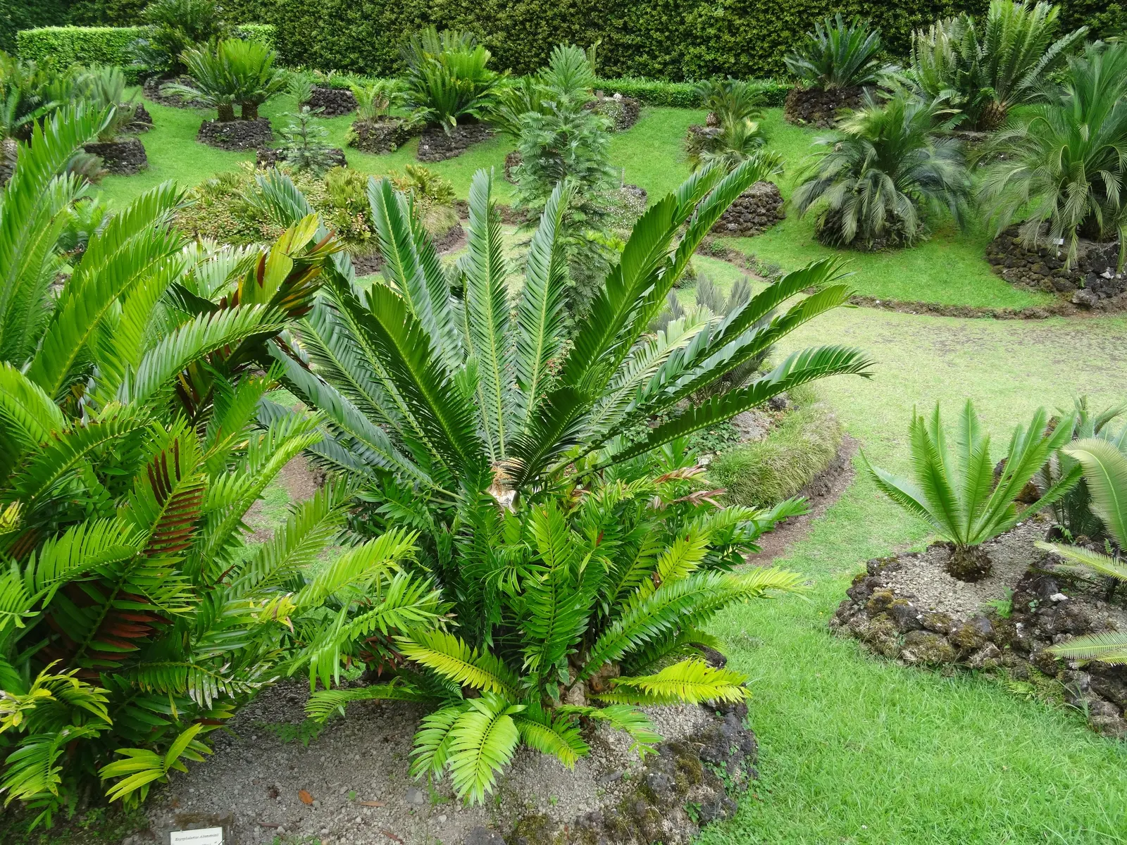 Bread Palm (Encephalartos Altensteinii) — When designing a landscape; it thrives in USDA hardiness zones 9 to 11 and prefers full sun to light, image 150