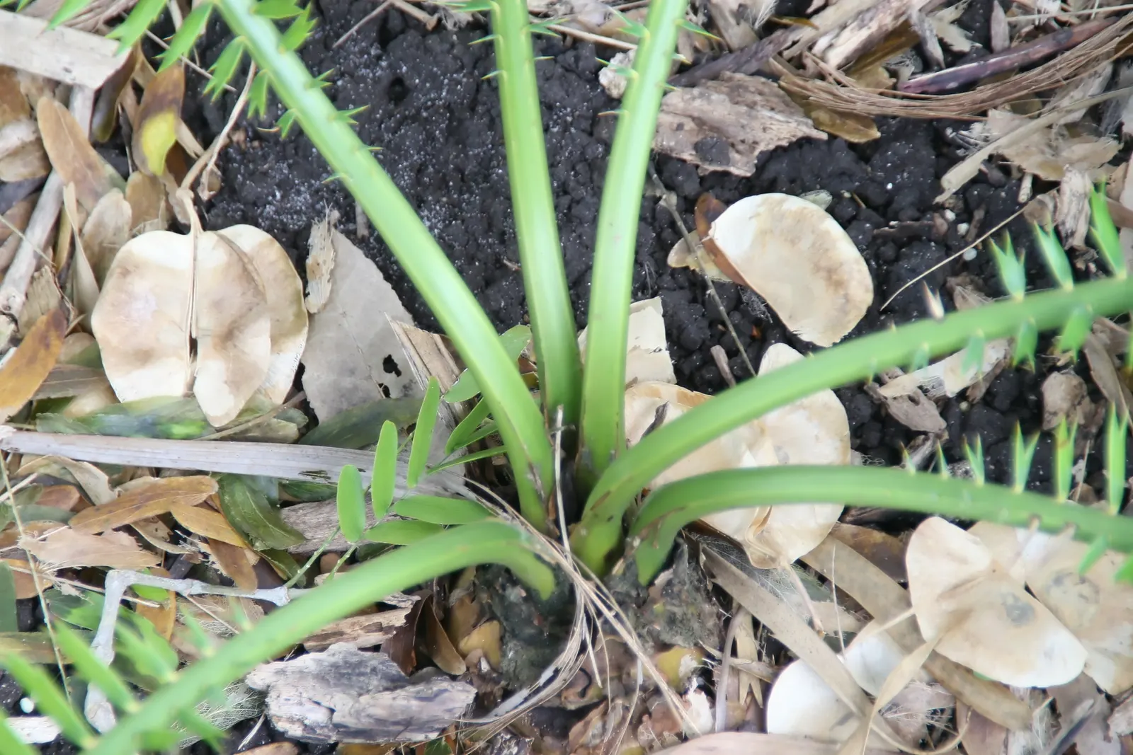 Bread Palm (Encephalartos Altensteinii) — consider its eventual size and incorporate sufficient space to accommodate its wide leaf spread; it pairs, image 129