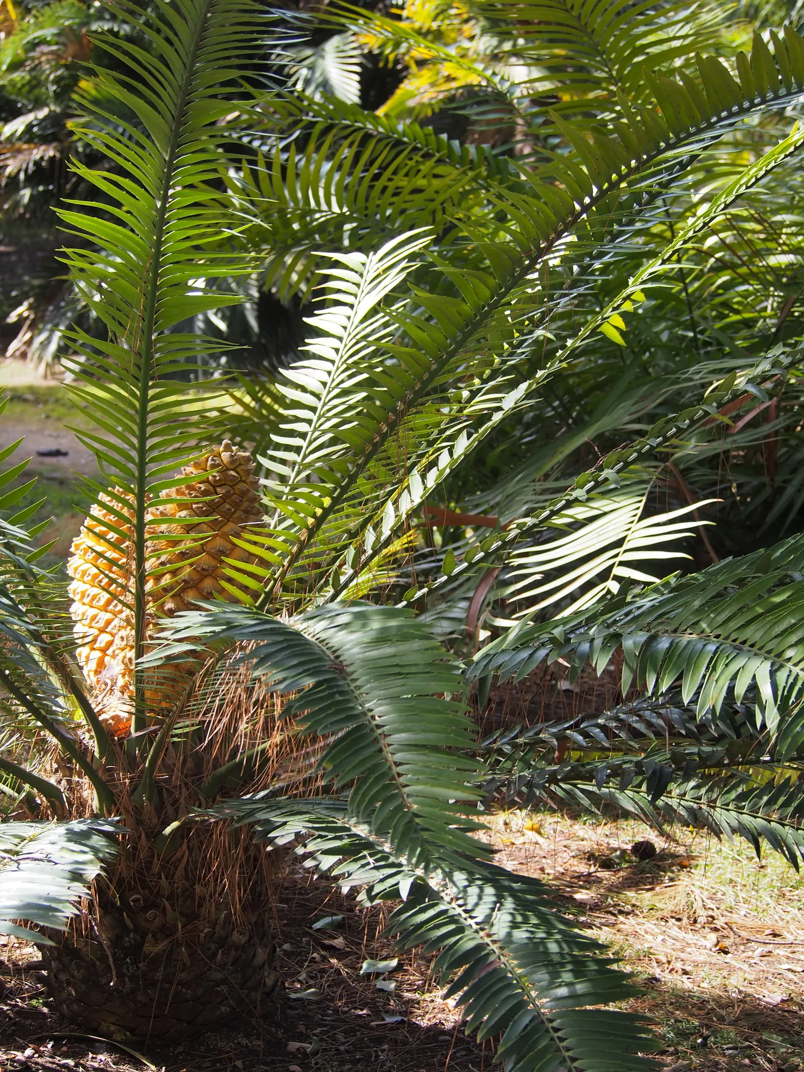 Bread Palm (Encephalartos Altensteinii) — palm for half or shade; consider its eventual size and incorporate sufficient space to accommodate its wide leaf