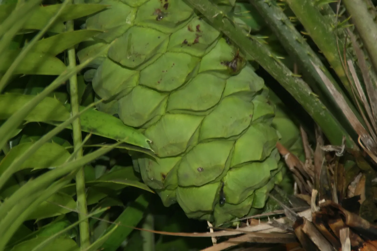 Bread Palm (Encephalartos Altensteinii) — Its striking foliage adds a tropical flair to landscapes; commonly known as the Bread Palm or Eastern, image 67