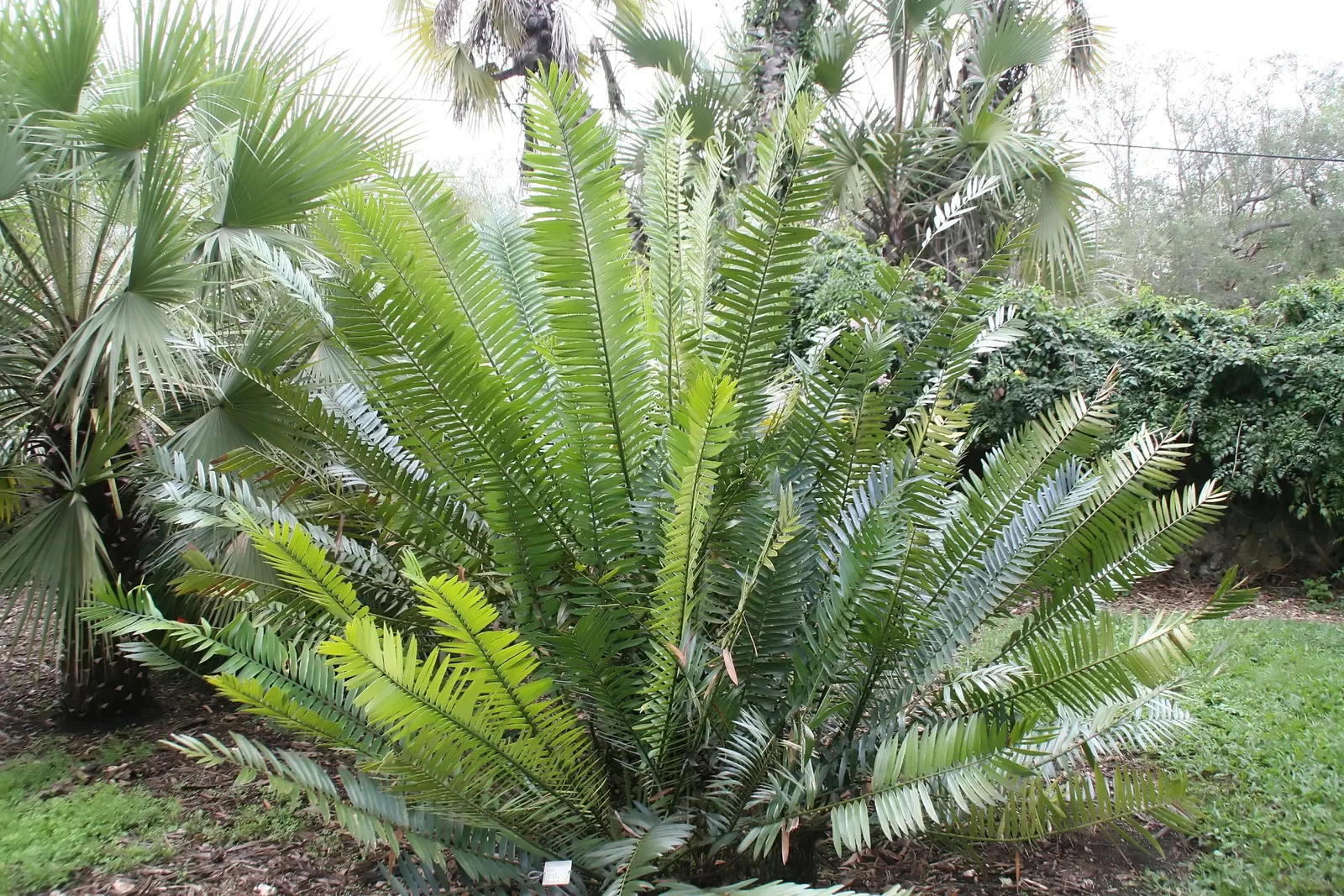 Bread Palm (Encephalartos Altensteinii) — is an impressive and striking addition to any landscape; arching blue-green leaves stretching up to 6 feet, image 137