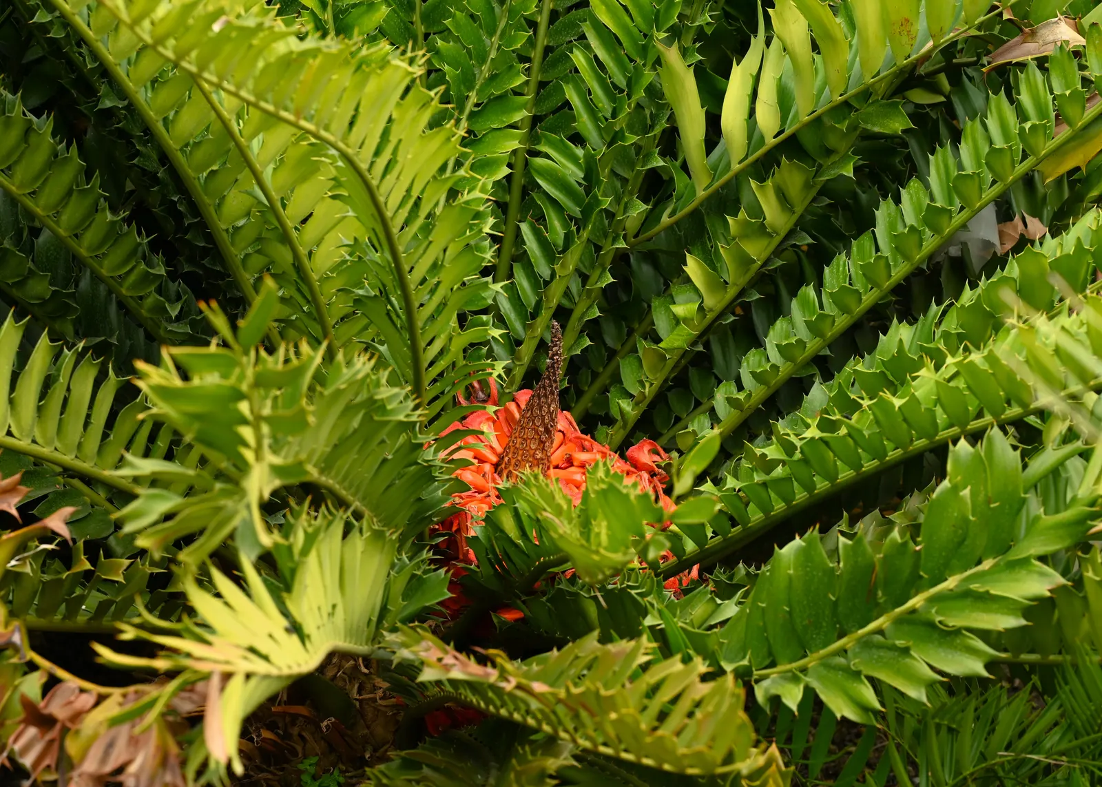 Bread Palm (Encephalartos Altensteinii) — When designing a landscape; it thrives in USDA hardiness zones 9 to 11 and prefers full sun to light, image 62