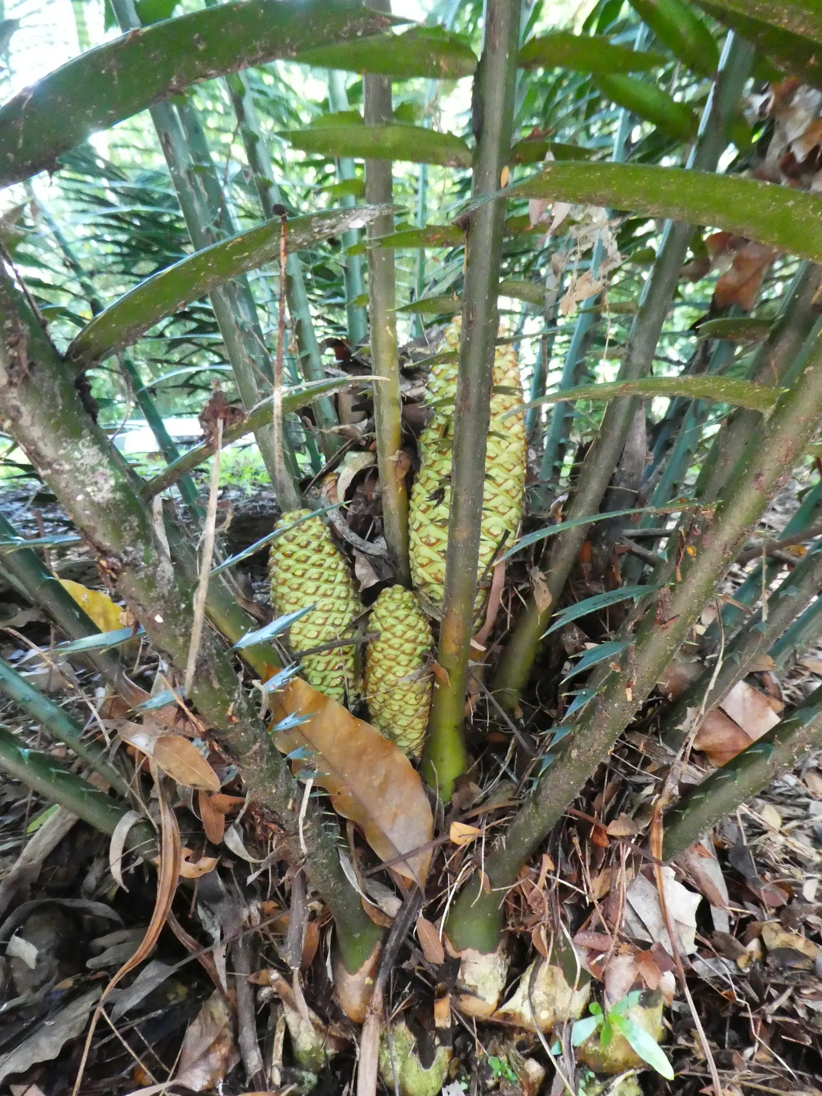 Bread Palm (Encephalartos Altensteinii) — is an impressive and striking addition to any landscape; arching blue-green leaves stretching up to 6 feet
