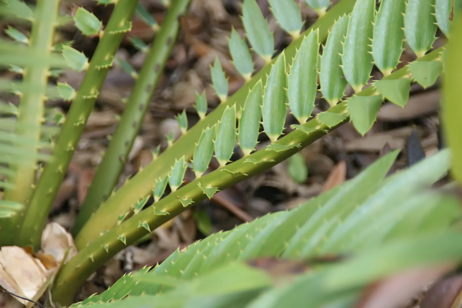 Bread Palm (Encephalartos Altensteinii) — consider its eventual size and incorporate sufficient space to accommodate its wide leaf spread; it pairs, image 63