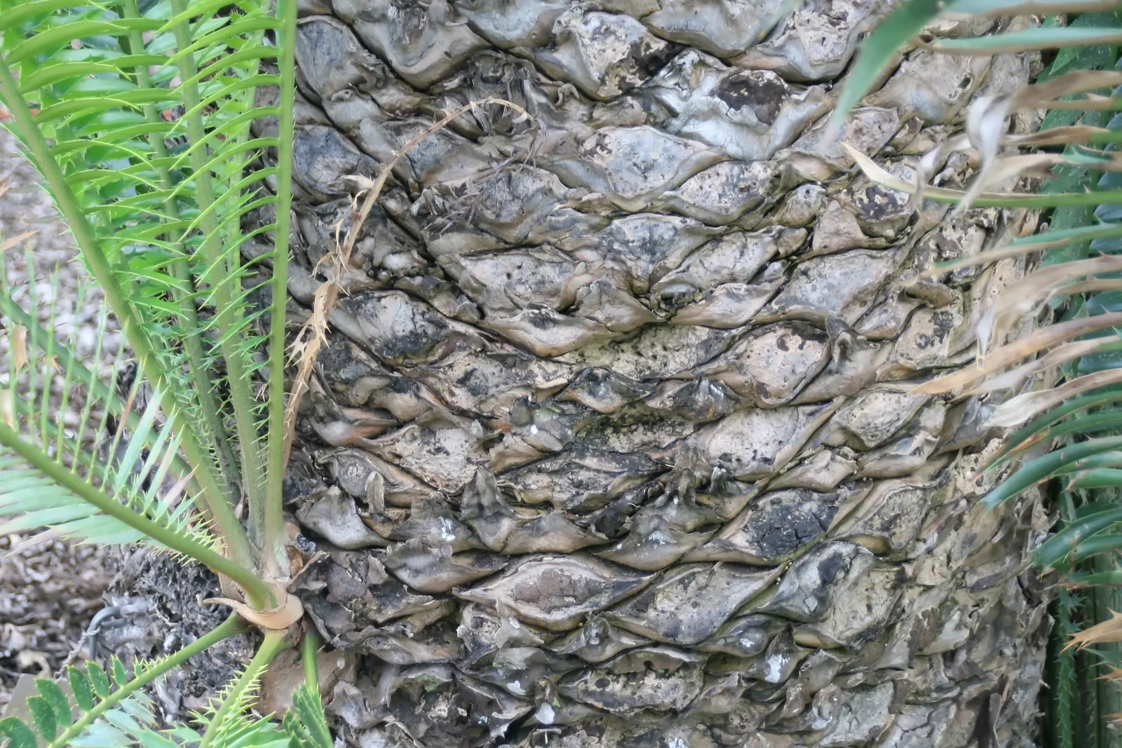 Bread Palm (Encephalartos Altensteinii) — the Bread Palm can serve as a focal point or be grouped for a lush; adds a dramatic and exotic touch to, image 65