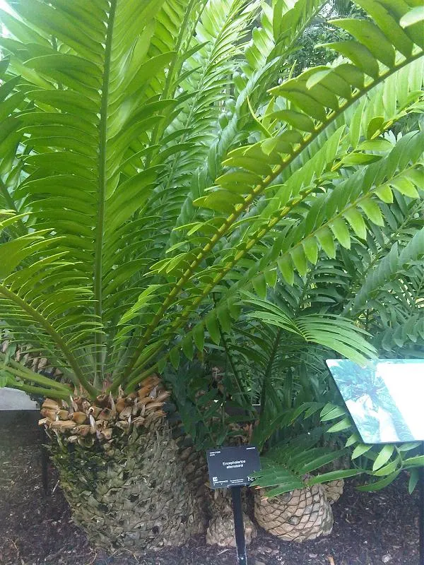 Bread Palm (Encephalartos Altensteinii) — Cold-tolerant to around 20-25&deg;F, it's an impressive, slow-growing specimen for warm regions; when, image 157