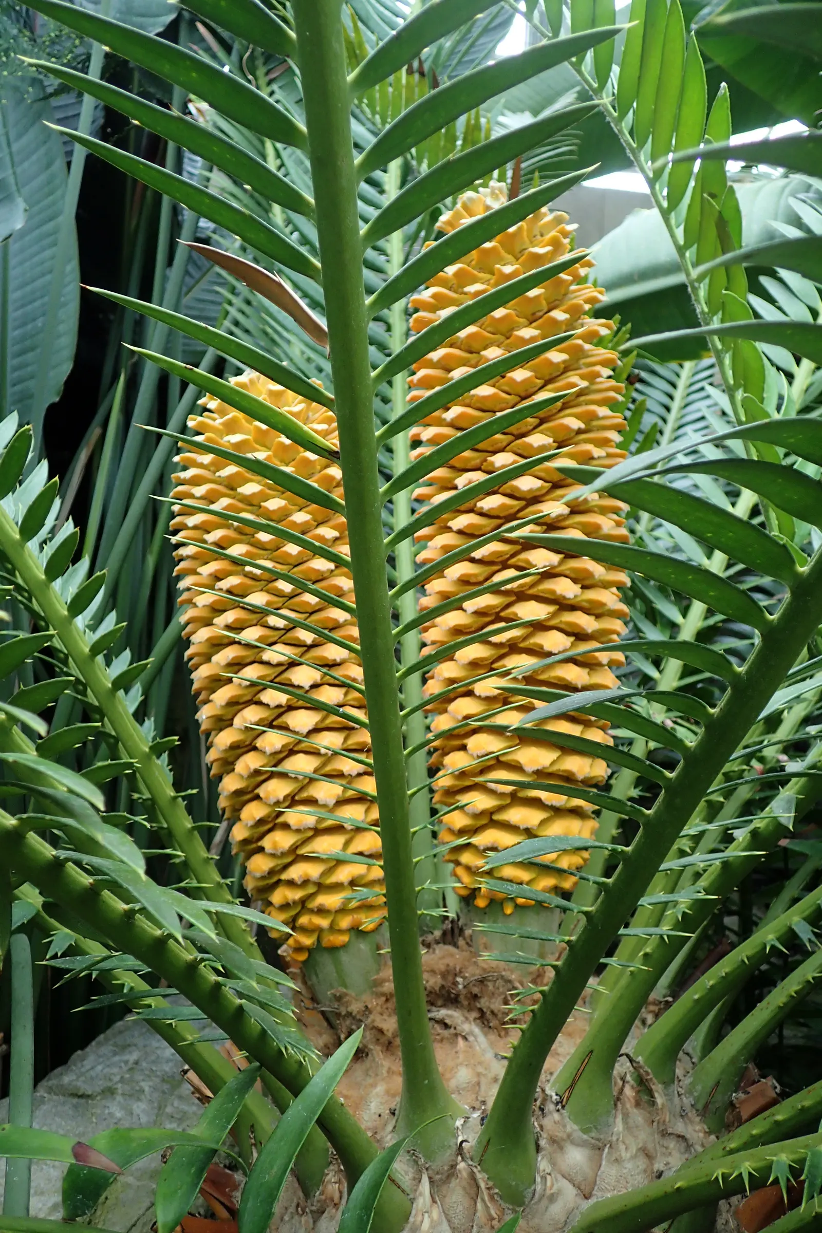 Bread Palm (Encephalartos Altensteinii) — palm for half or shade; consider its eventual size and incorporate sufficient space to accommodate its, image 176
