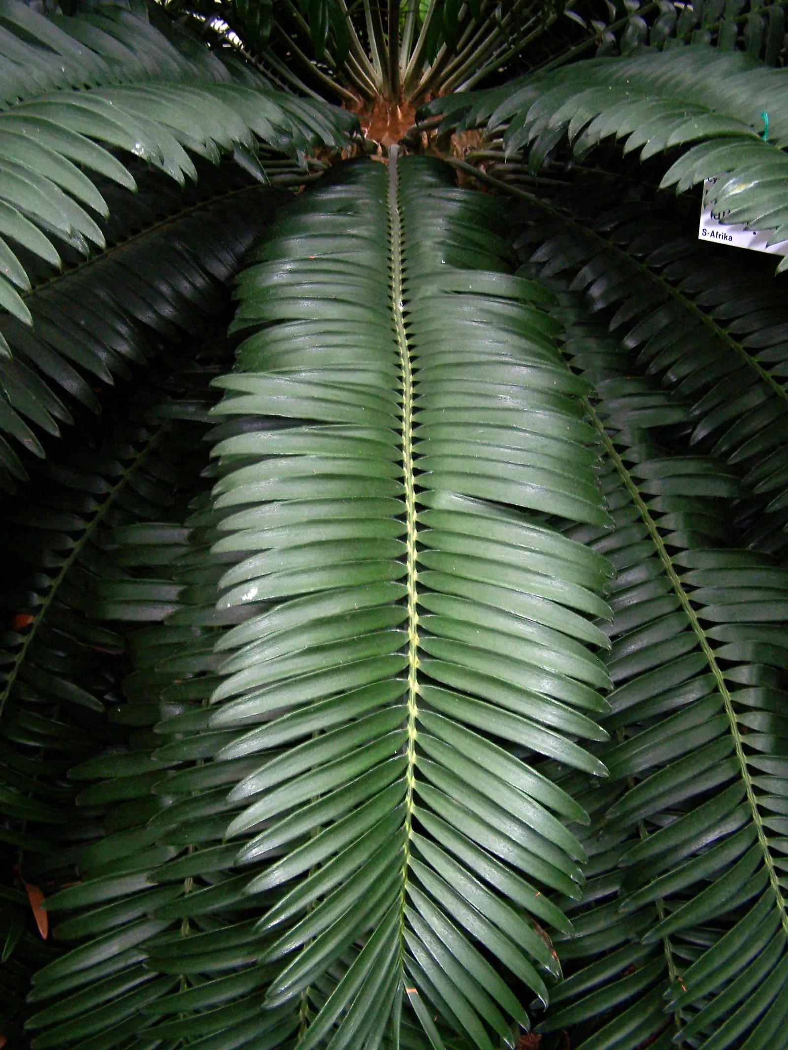 Bread Palm (Encephalartos Altensteinii) — It thrives in well-drained soil, preferring full to partial sun exposure; often praised for its, image 134