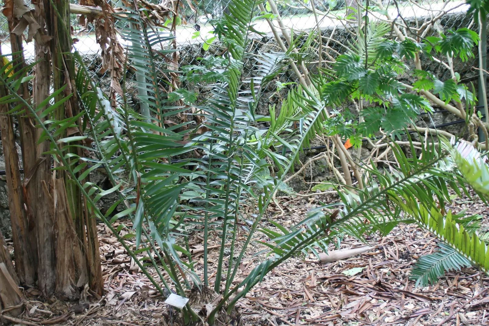 Bread Palm (Encephalartos Altensteinii) — commonly known as the Bread Palm or Eastern Cape Giant Cycad; cold-tolerant to around 20-25&deg;F, it's an, image 70