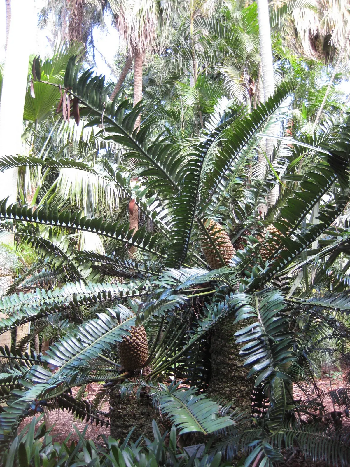 Bread Palm (Encephalartos Altensteinii) — adds a dramatic and exotic touch to gardens; making it ideal for xeriscaping or regions with water, image 166