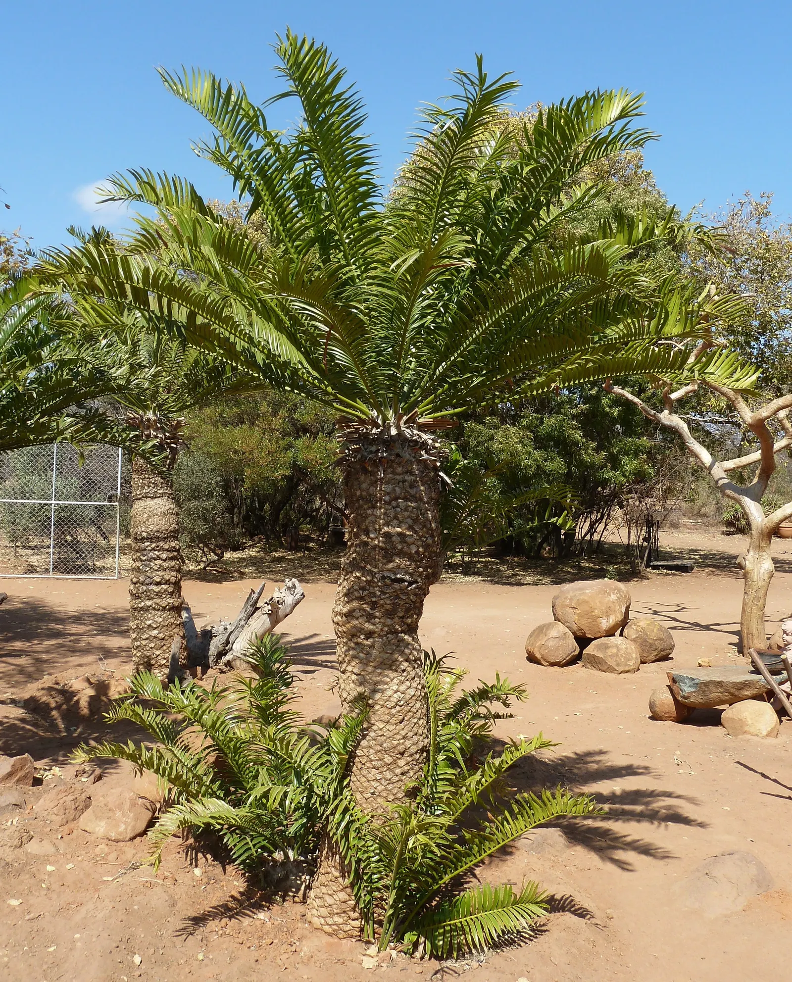 Bread Palm (Encephalartos Altensteinii) — making it ideal for xeriscaping or regions with water restrictions; the Bread Palm is drought-tolerant, image 169