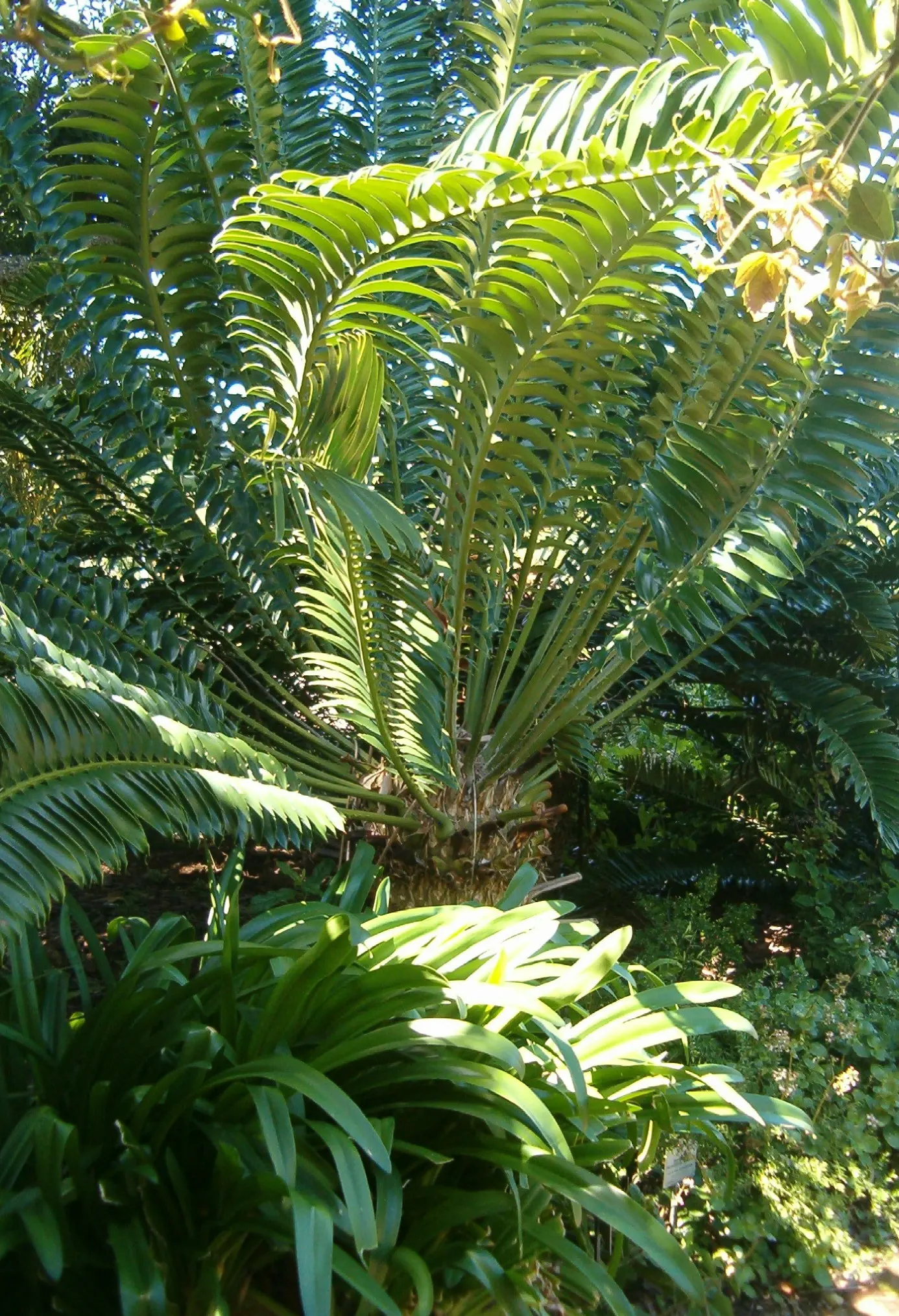 Bread Palm (Encephalartos Altensteinii) — arching blue-green leaves stretching up to 6 feet long.<br><br>This prehistoric species; its striking, image 142