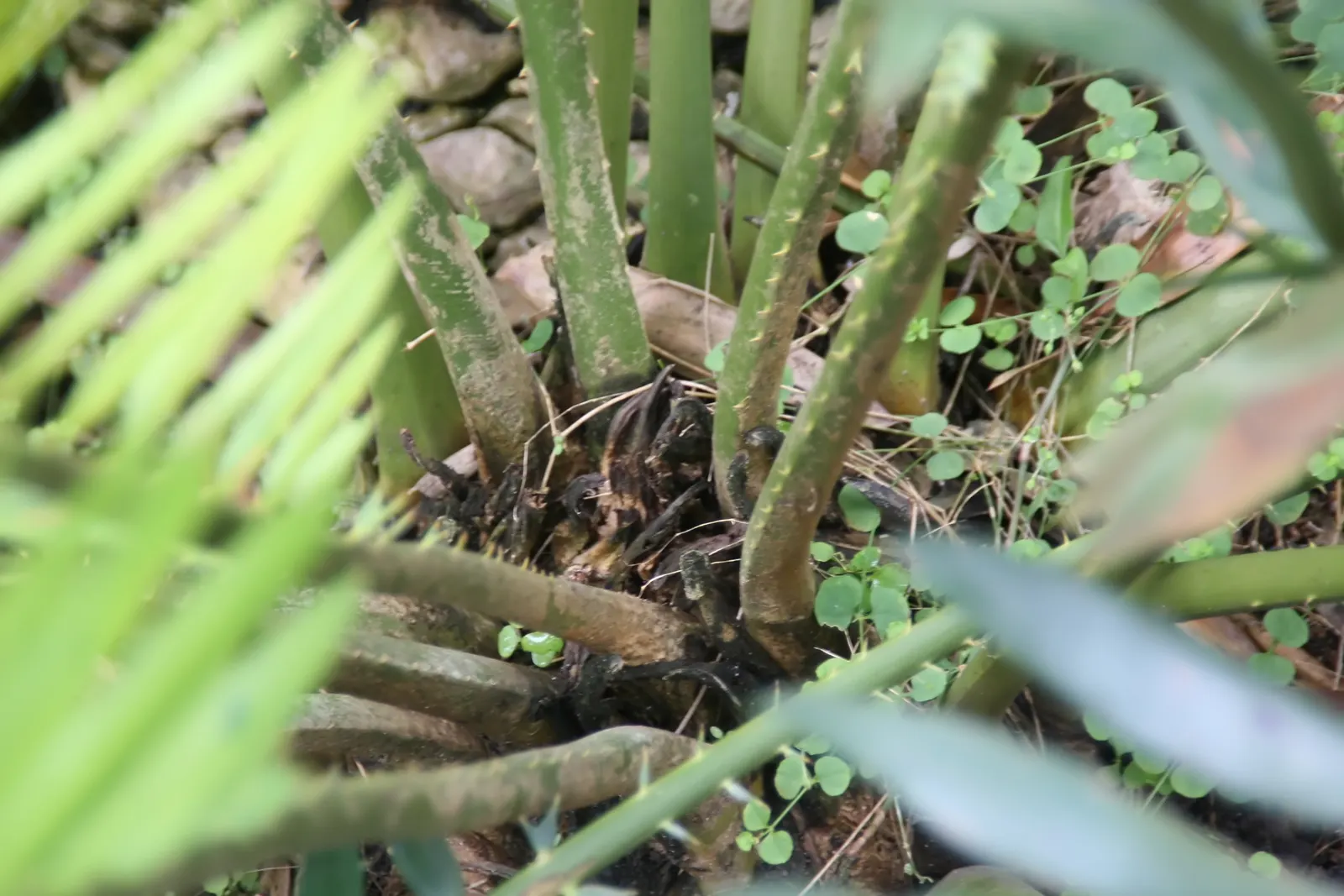 Bread Palm (Encephalartos Altensteinii) — When designing a landscape; it thrives in USDA hardiness zones 9 to 11 and prefers full sun to light, image 128