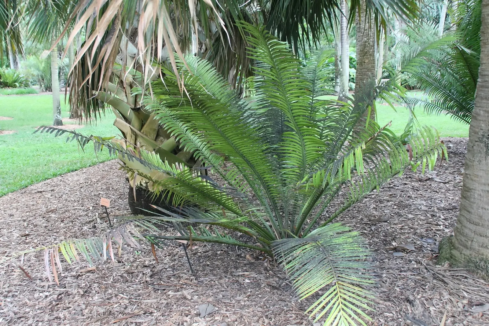 Bread Palm (Encephalartos Altensteinii) — the Bread Palm can serve as a focal point or be grouped for a lush; adds a dramatic and exotic touch to, image 131