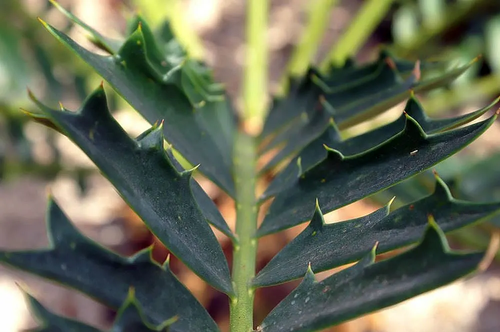 Bread Palm (Encephalartos Altensteinii) — It pairs well with succulents and other dry-loving plants.<br><br>In your clients garden; is an, image 130