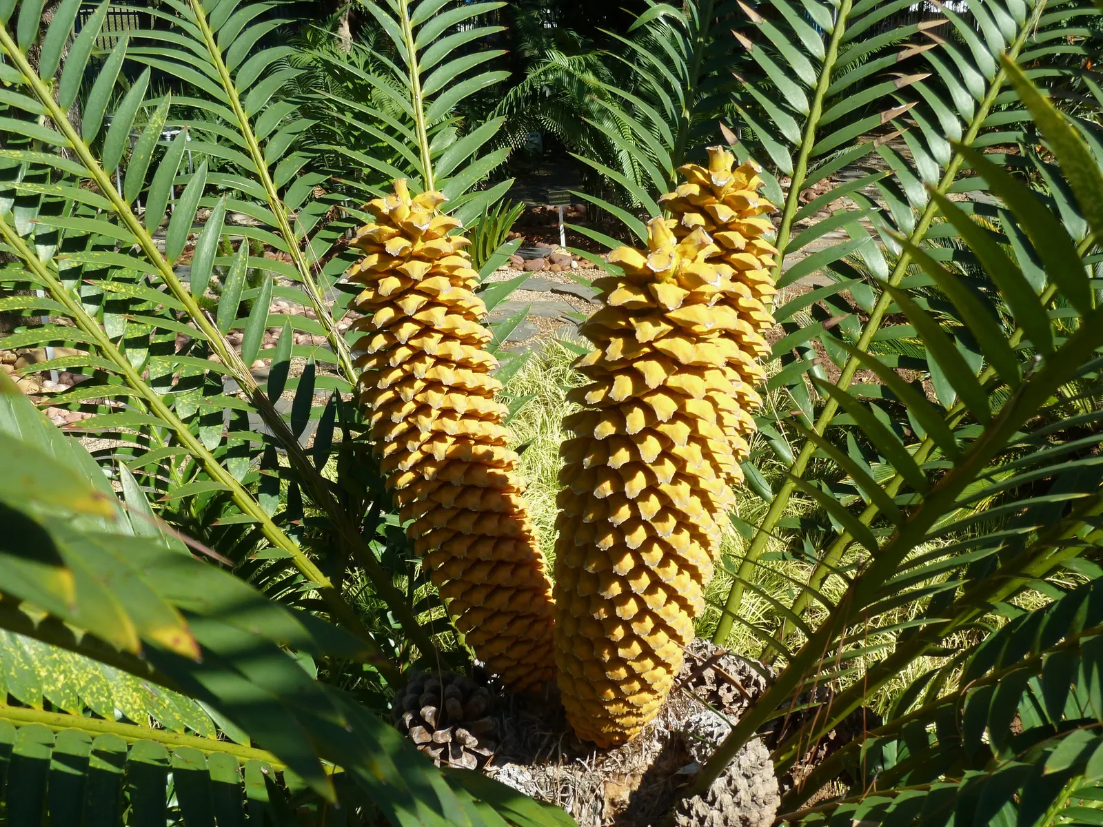Bread Palm (Encephalartos Altensteinii) — supports a crown of attractive; <br><br>Periodic maintenance is required to remove old foliage and to, image 185