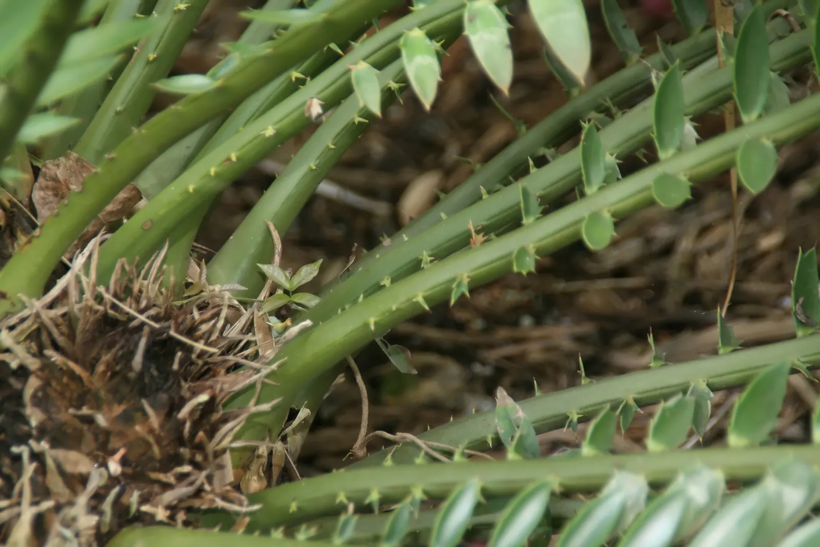 Bread Palm (Encephalartos Altensteinii) — It thrives in USDA hardiness zones 9 to 11 and prefers full sun to light shade, along with well-drained, image 123