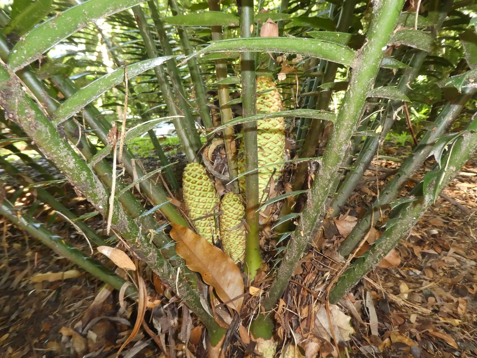 Bread Palm (Encephalartos Altensteinii) — which can grow to 2 feet in diameter; supports a crown of attractive