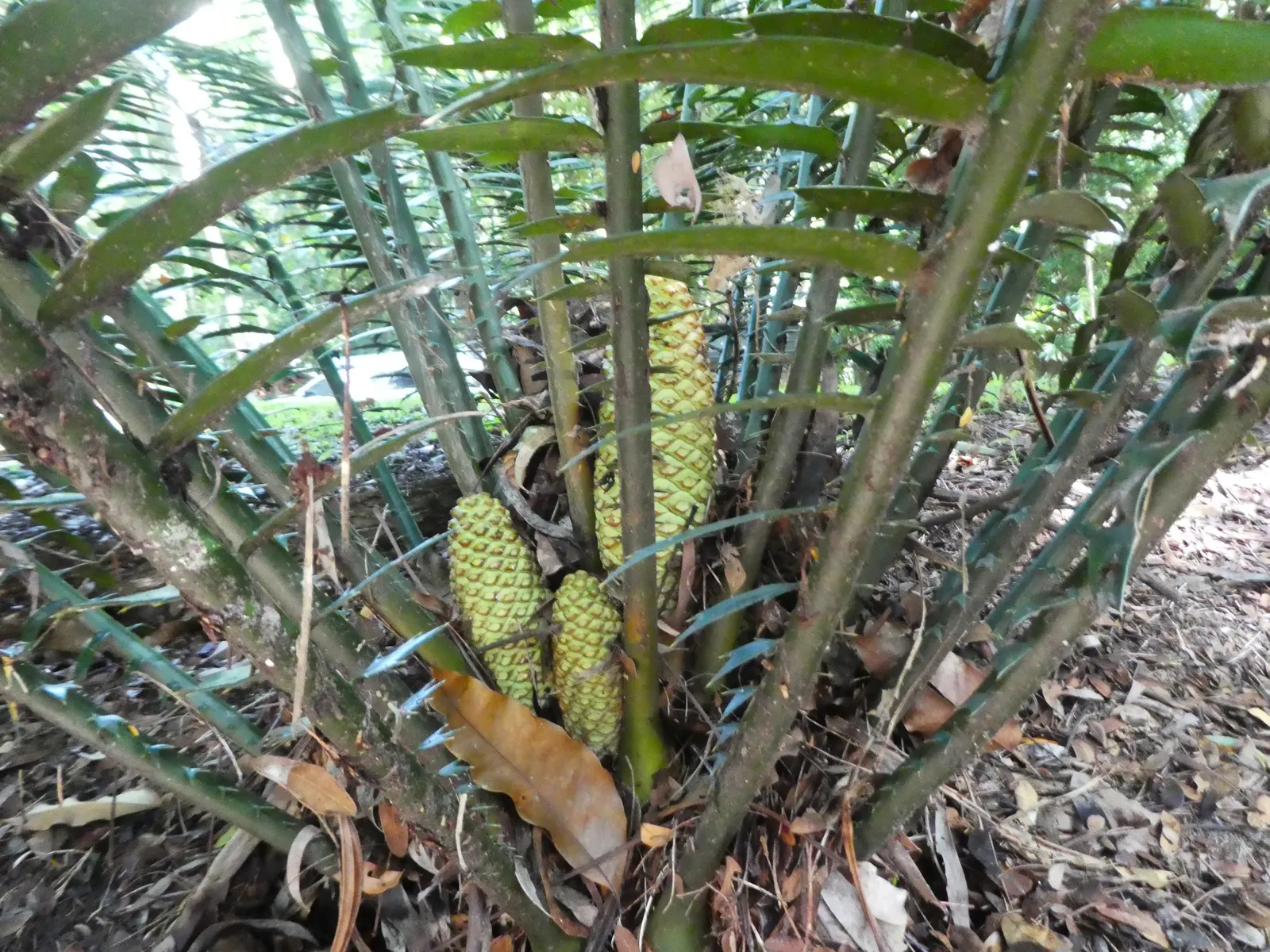 Bread Palm (Encephalartos Altensteinii) — supports a crown of attractive; <br><br>Periodic maintenance is required to remove old foliage and to maintain its