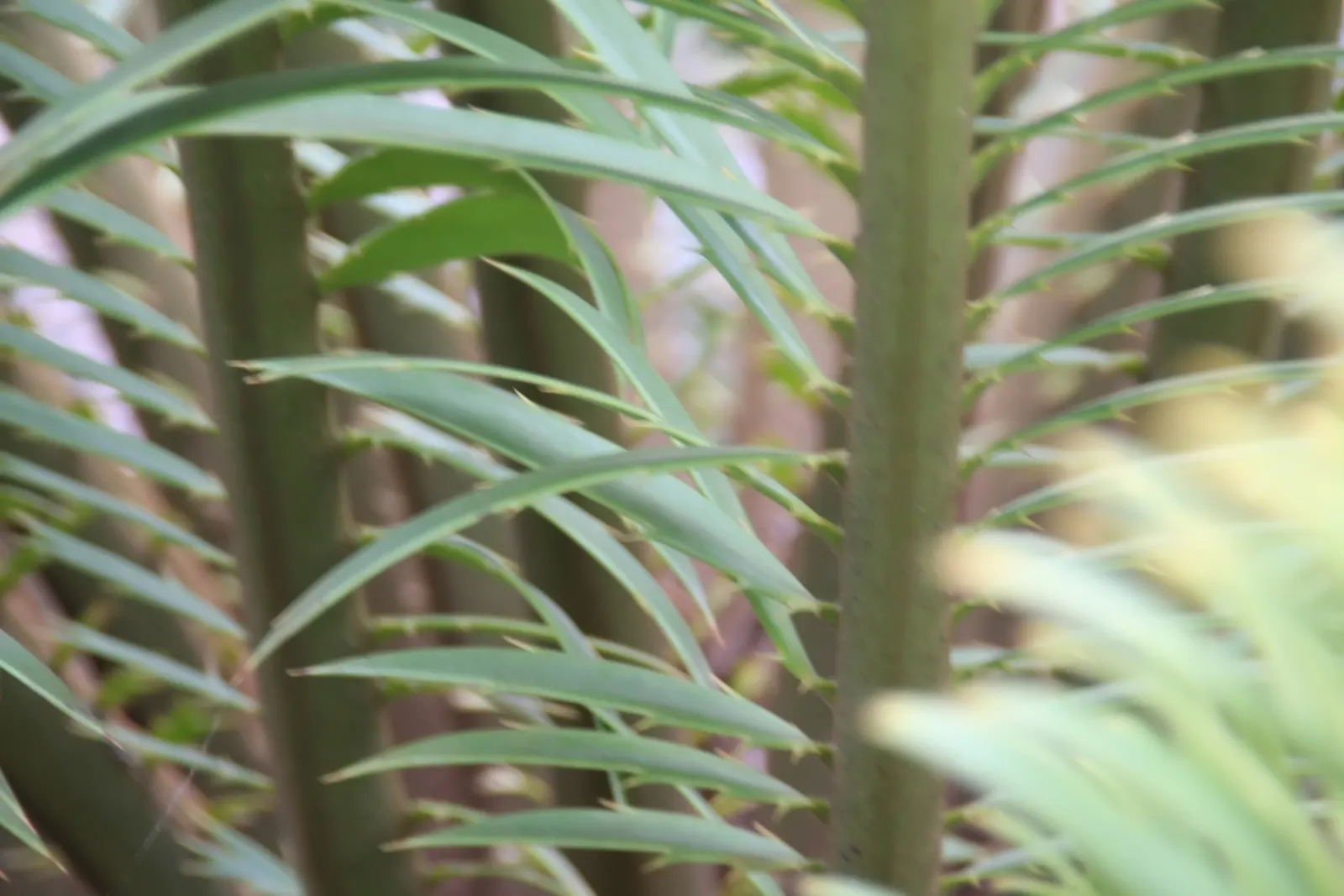 Bread Palm (Encephalartos Altensteinii) — Although it is generally pest-free, watch for scale insects and treat as necessary; this slow-growing, image 127