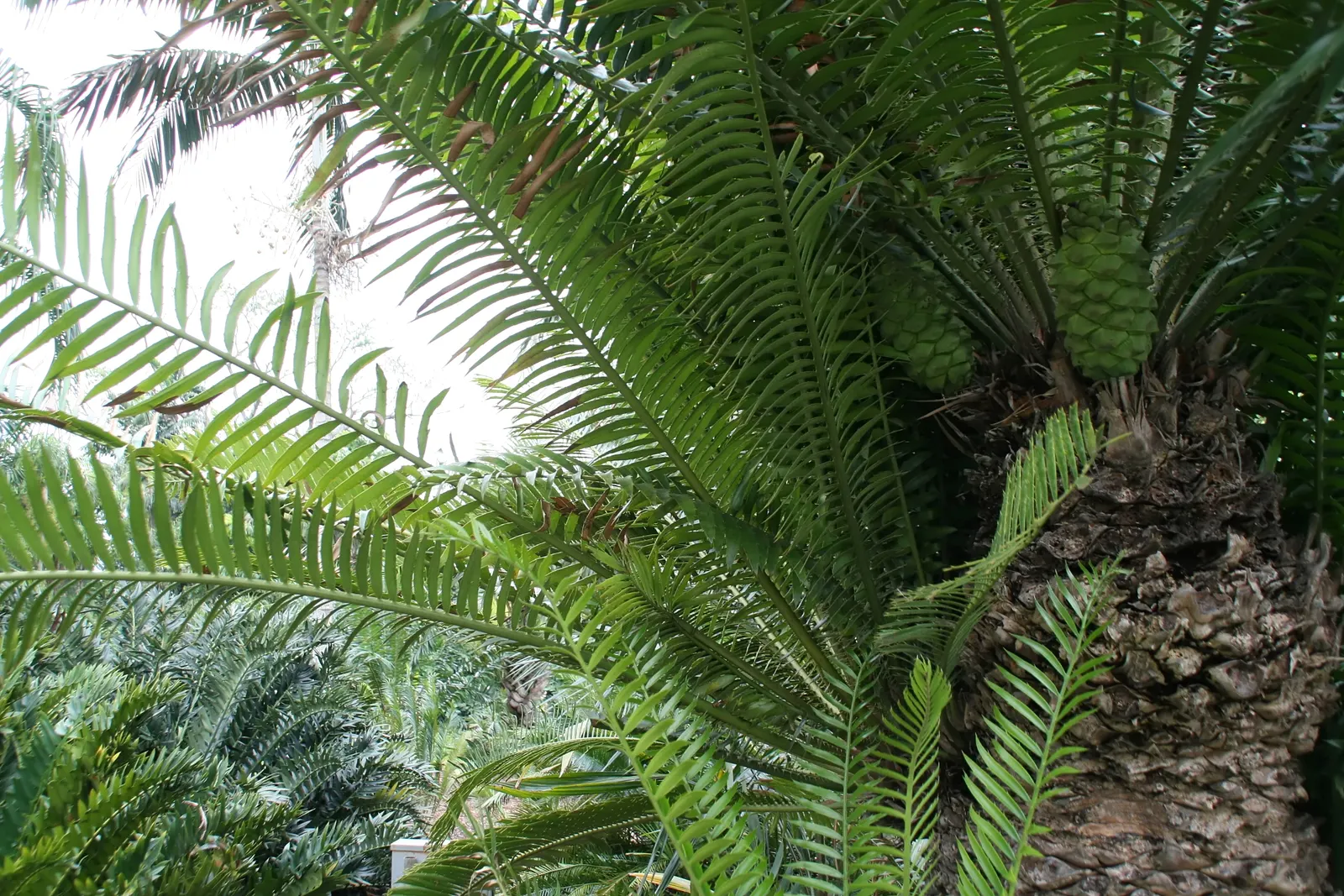 Bread Palm (Encephalartos Altensteinii) — The Bread Palm is drought-tolerant once established; but can soar up to 15 feet when given ample time and, image 124