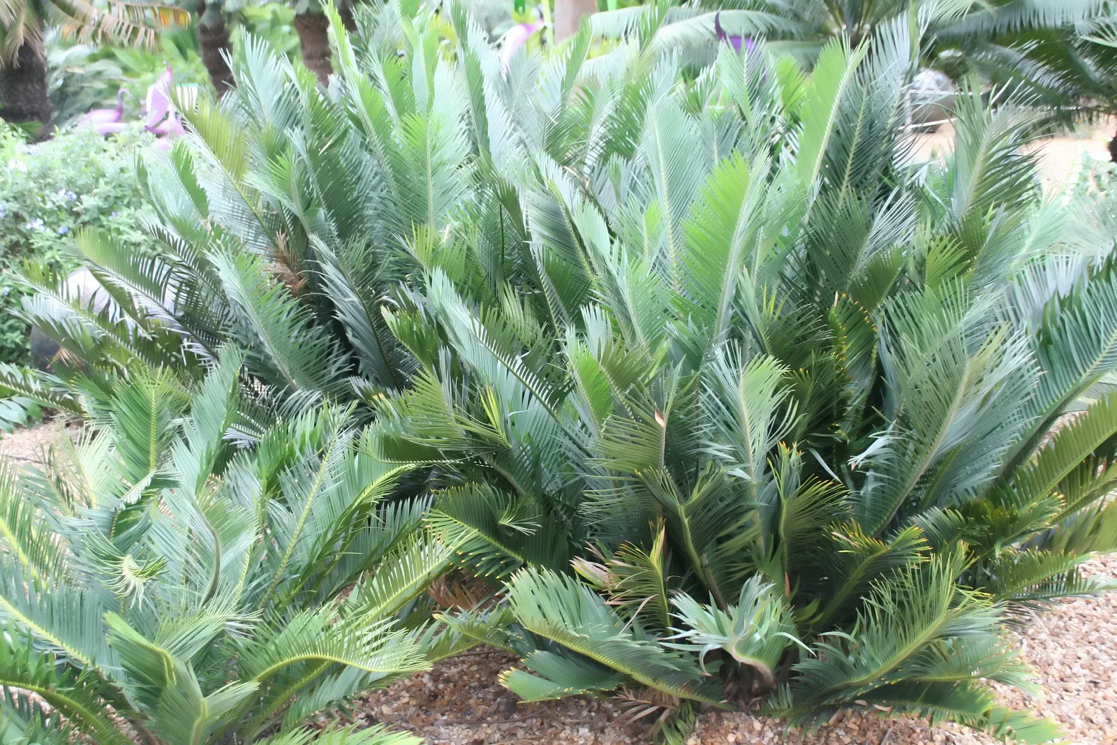 Bread Palm (Encephalartos Altensteinii) — this slow-growing cycad typically reaches heights of 5 to 8 feet; although it is generally pest-free, image 72