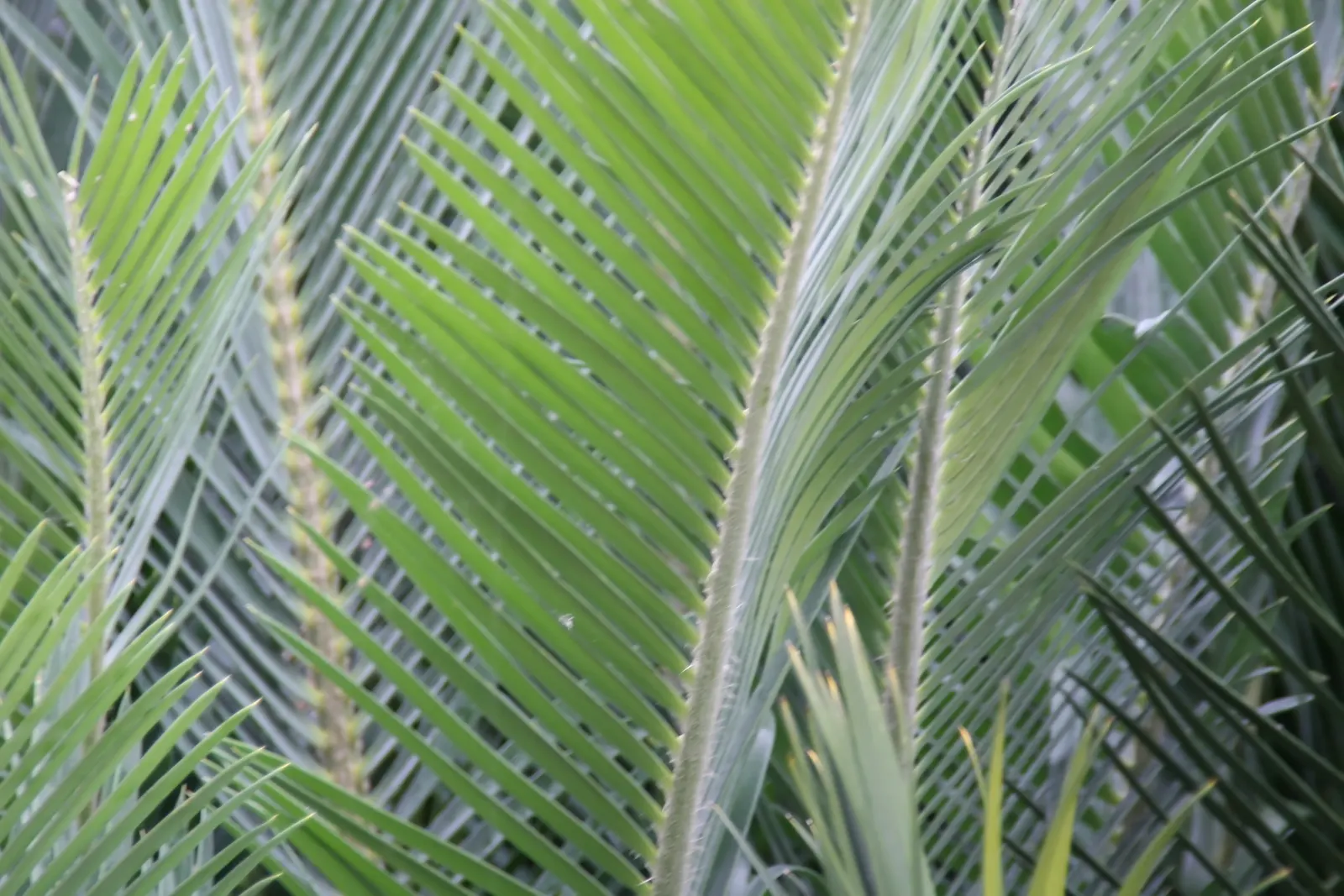 Bread Palm (Encephalartos Altensteinii) — <br><br>Periodic maintenance is required to remove old foliage and to maintain its tidy appearance; the, image 60