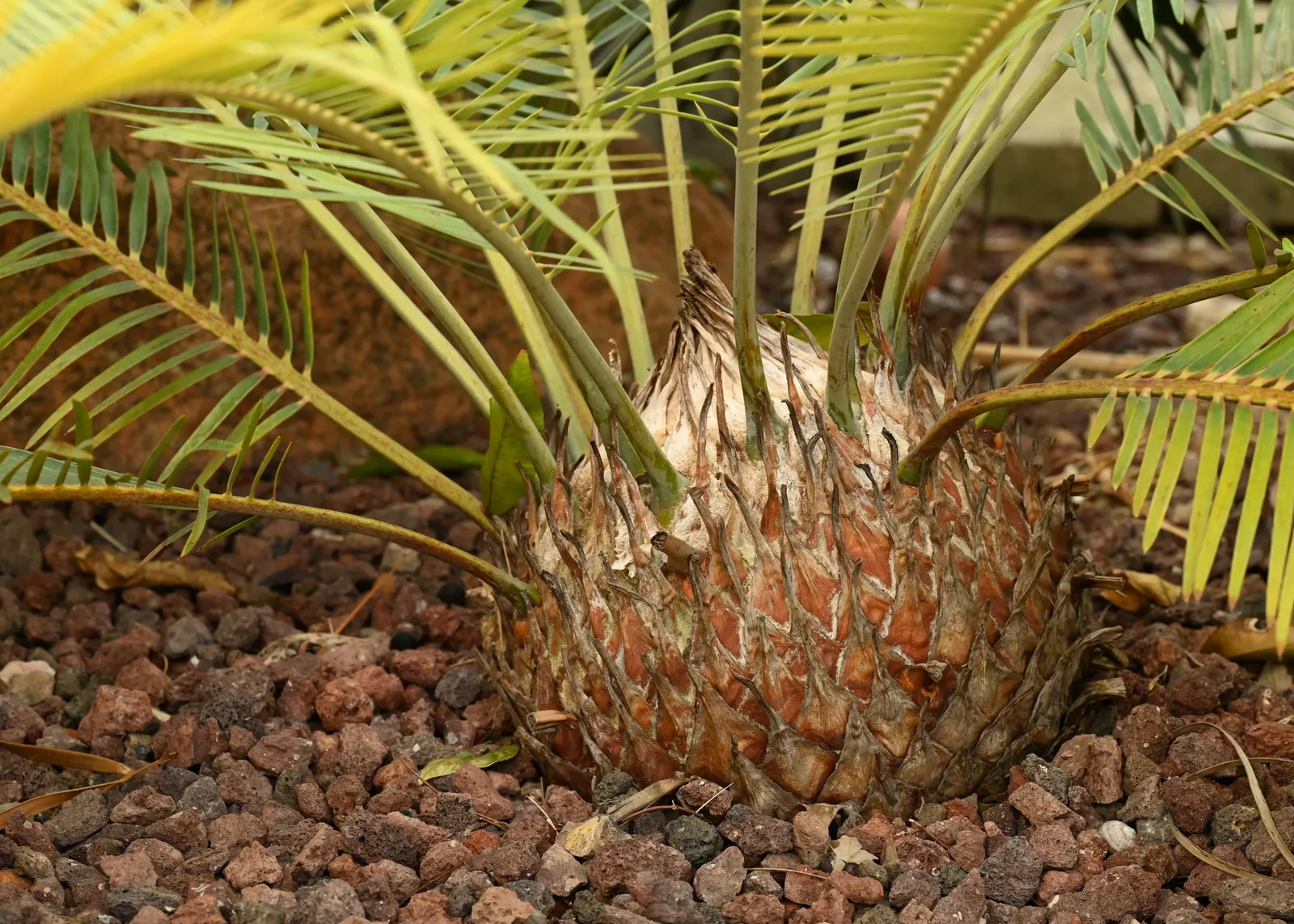 Bread Palm (Encephalartos Altensteinii) — Its striking foliage adds a tropical flair to landscapes; commonly known as the Bread Palm or Eastern, image 133