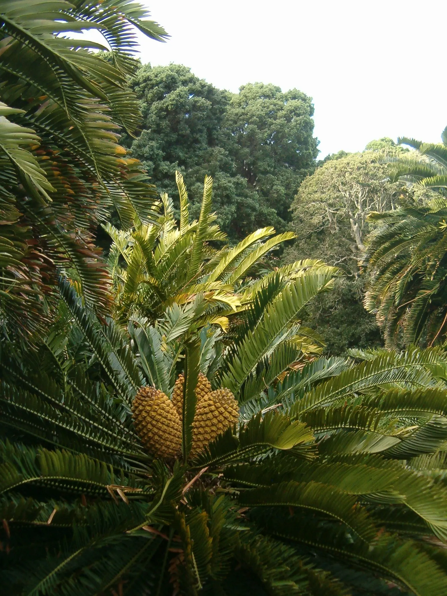 Bread Palm (Encephalartos Altensteinii) — often praised for its sculptural form and longevity; which can grow to 2 feet in diameter, image 121
