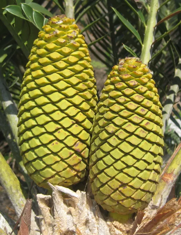 Bread Palm (Encephalartos Altensteinii) — Its striking foliage adds a tropical flair to landscapes; commonly known as the Bread Palm or Eastern, image 45