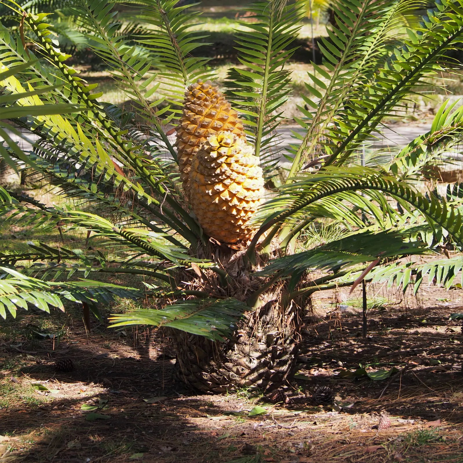Bread Palm (Encephalartos Altensteinii) — It pairs well with succulents and other dry-loving plants.<br><br>In your clients garden; is an impressive and