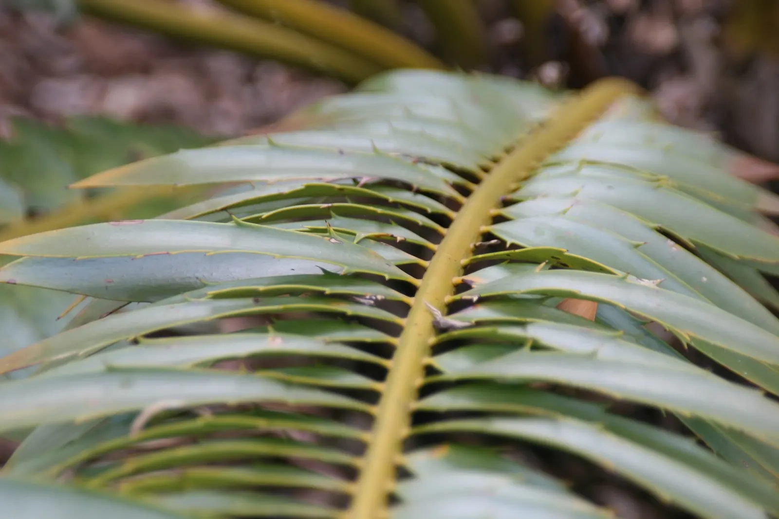 Bread Palm (Encephalartos Altensteinii) — is an impressive and striking addition to any landscape; arching blue-green leaves stretching up to 6 feet, image 71