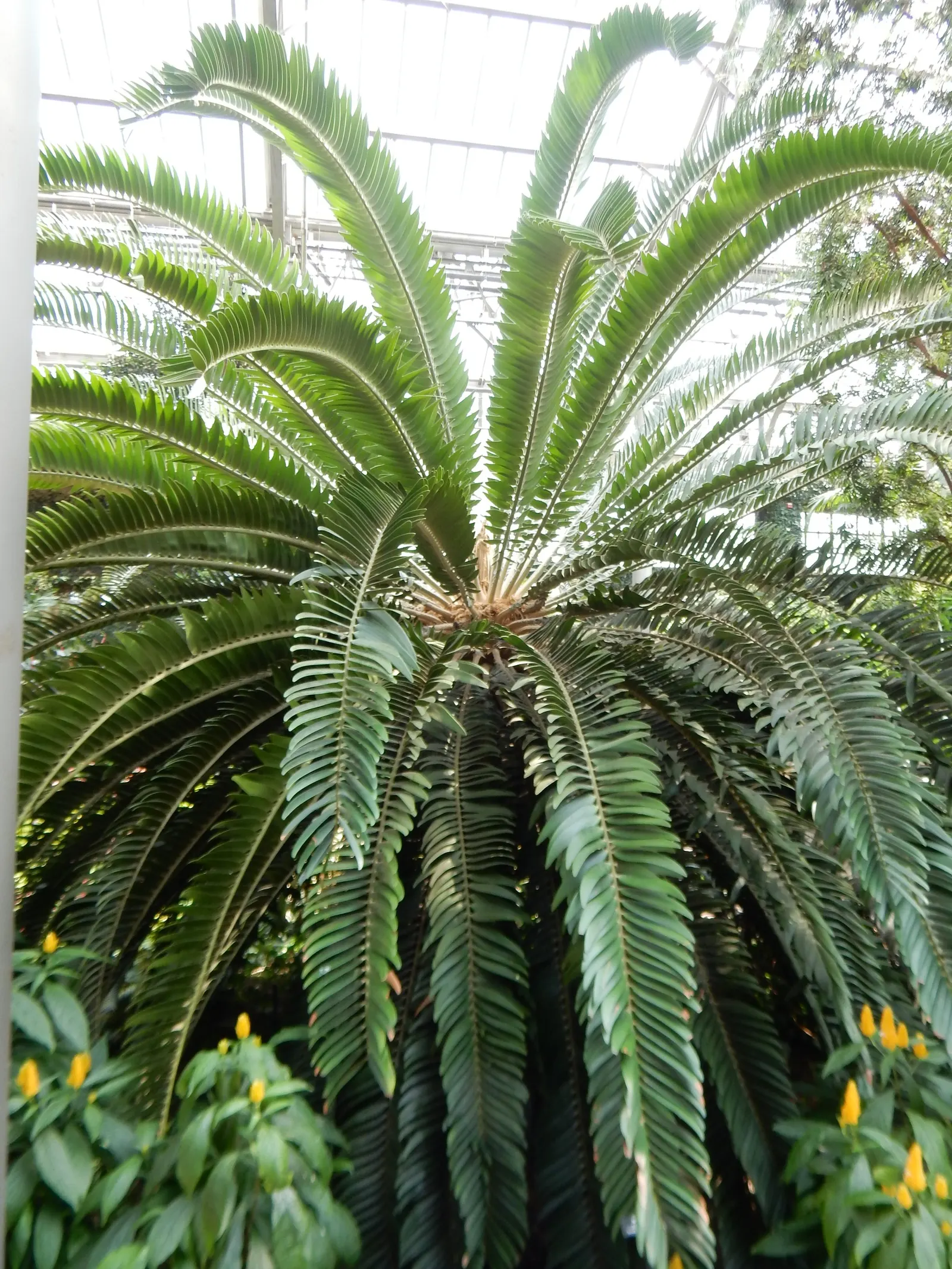 Bread Palm (Encephalartos Altensteinii) — which can grow to 2 feet in diameter; supports a crown of attractive, image 74