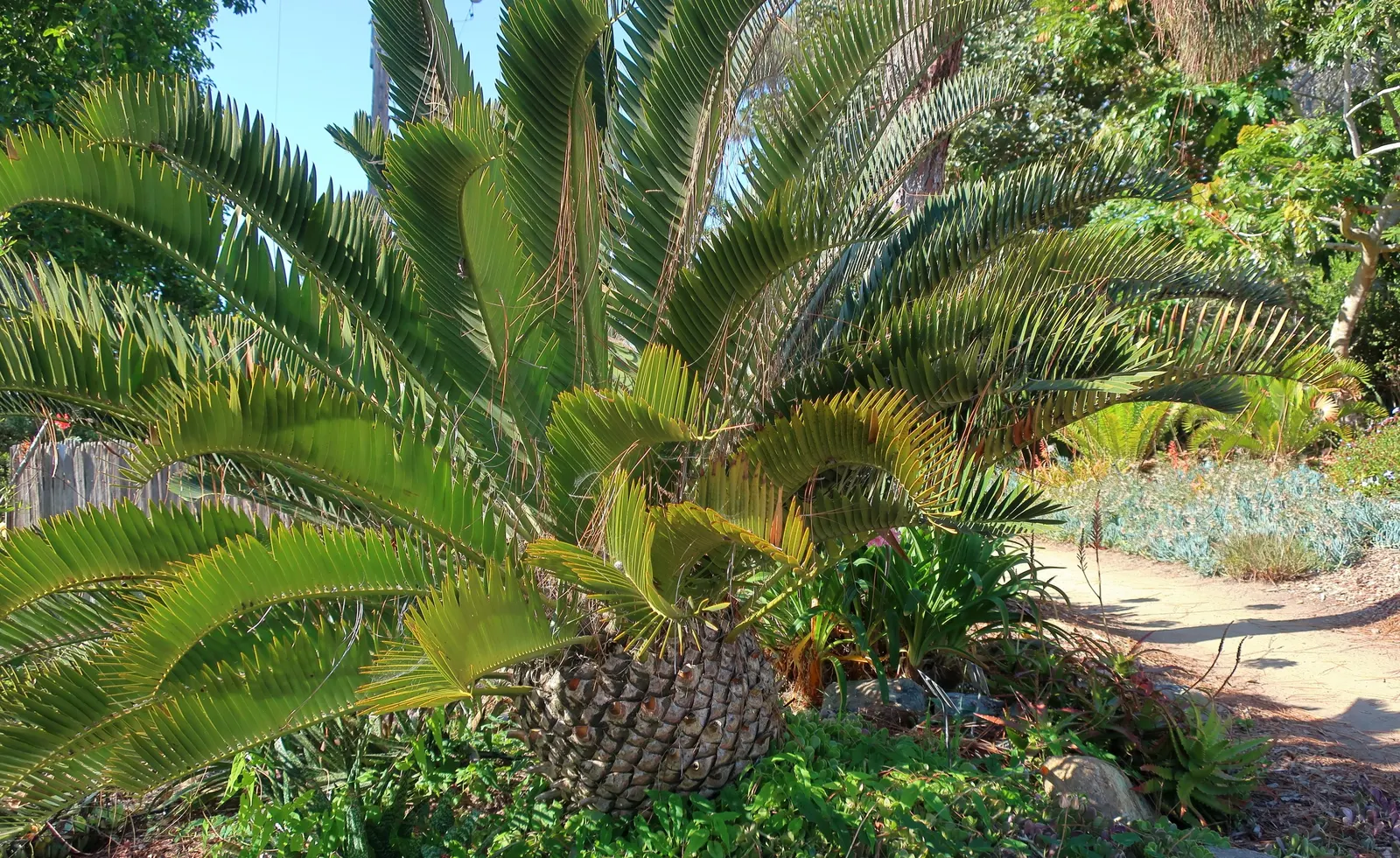 Bread Palm (Encephalartos Altensteinii) — which can grow to 2 feet in diameter; supports a crown of attractive, image 96